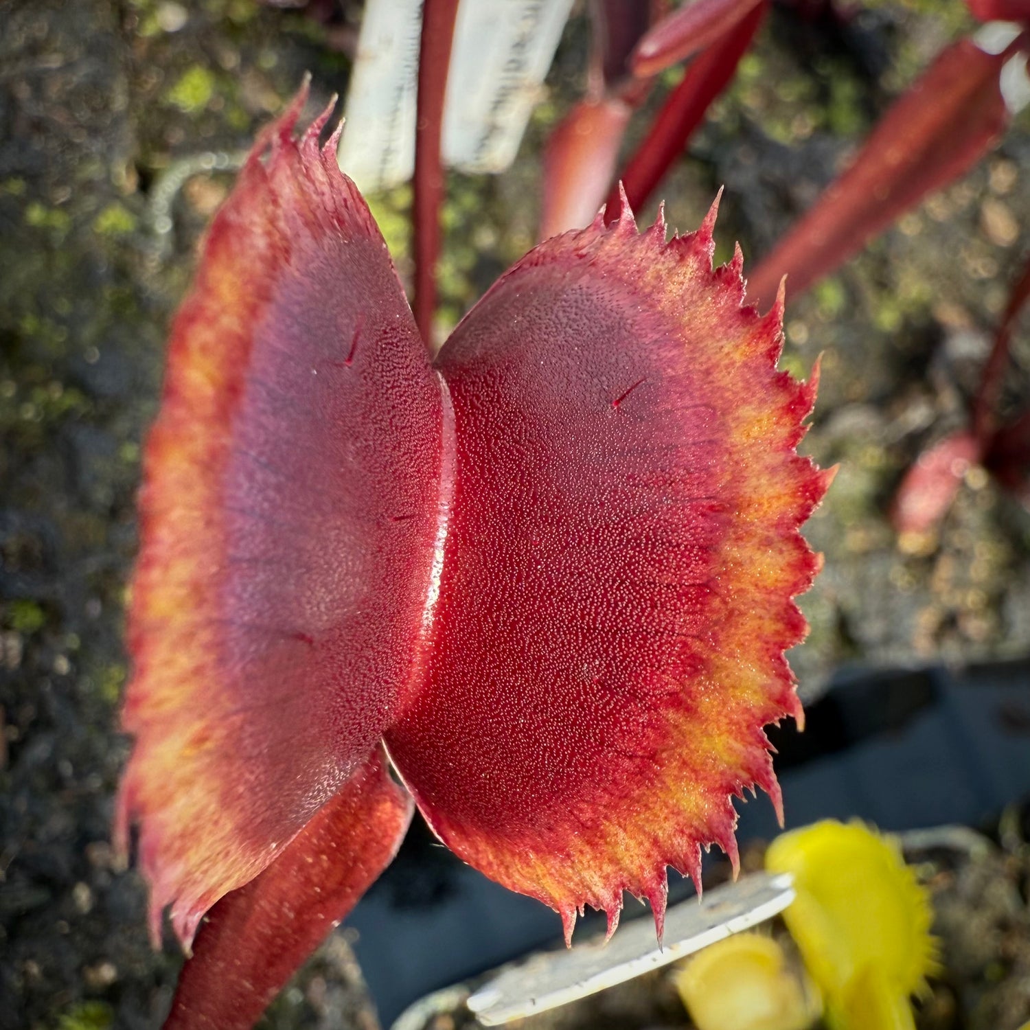 Dionaea m. ‘FTS Incredible Red Hulk' JH Potted