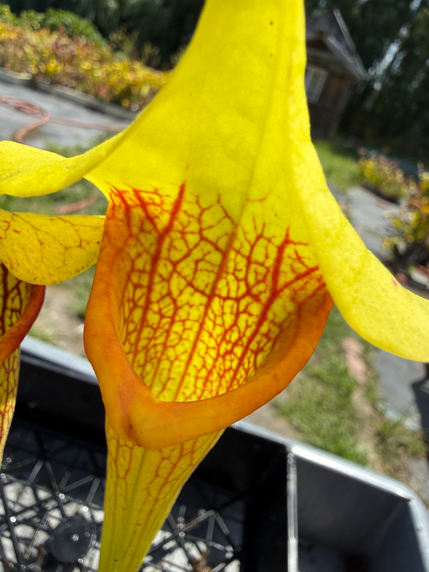 Sarracenia x “Limelight” DG Potted