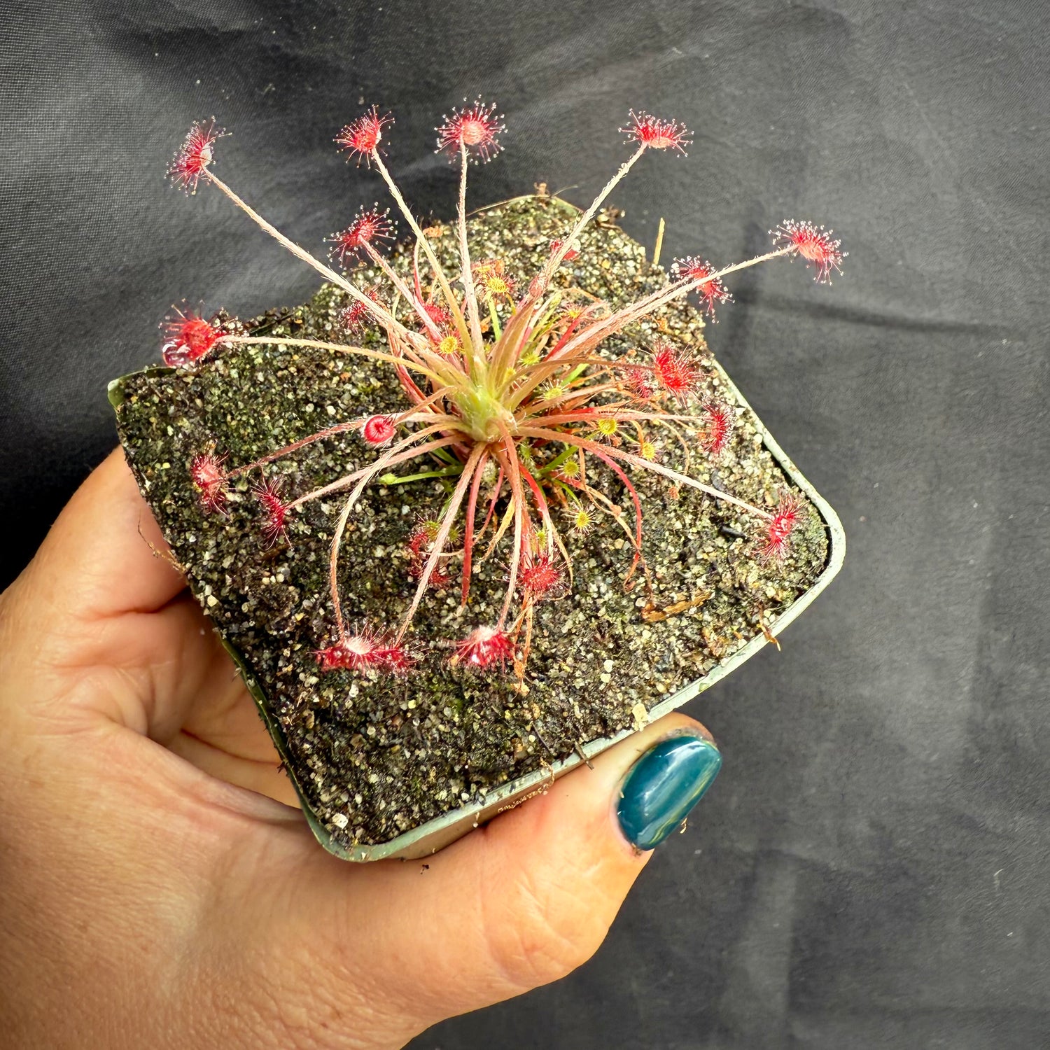 Drosera paradoxa Potted