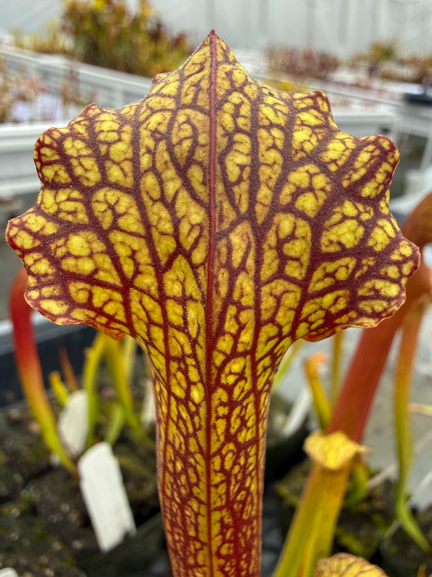 Sarracenia leucophylla ‘Purple Lips’ x ( x ‘Green Monster’ ) RC Potted