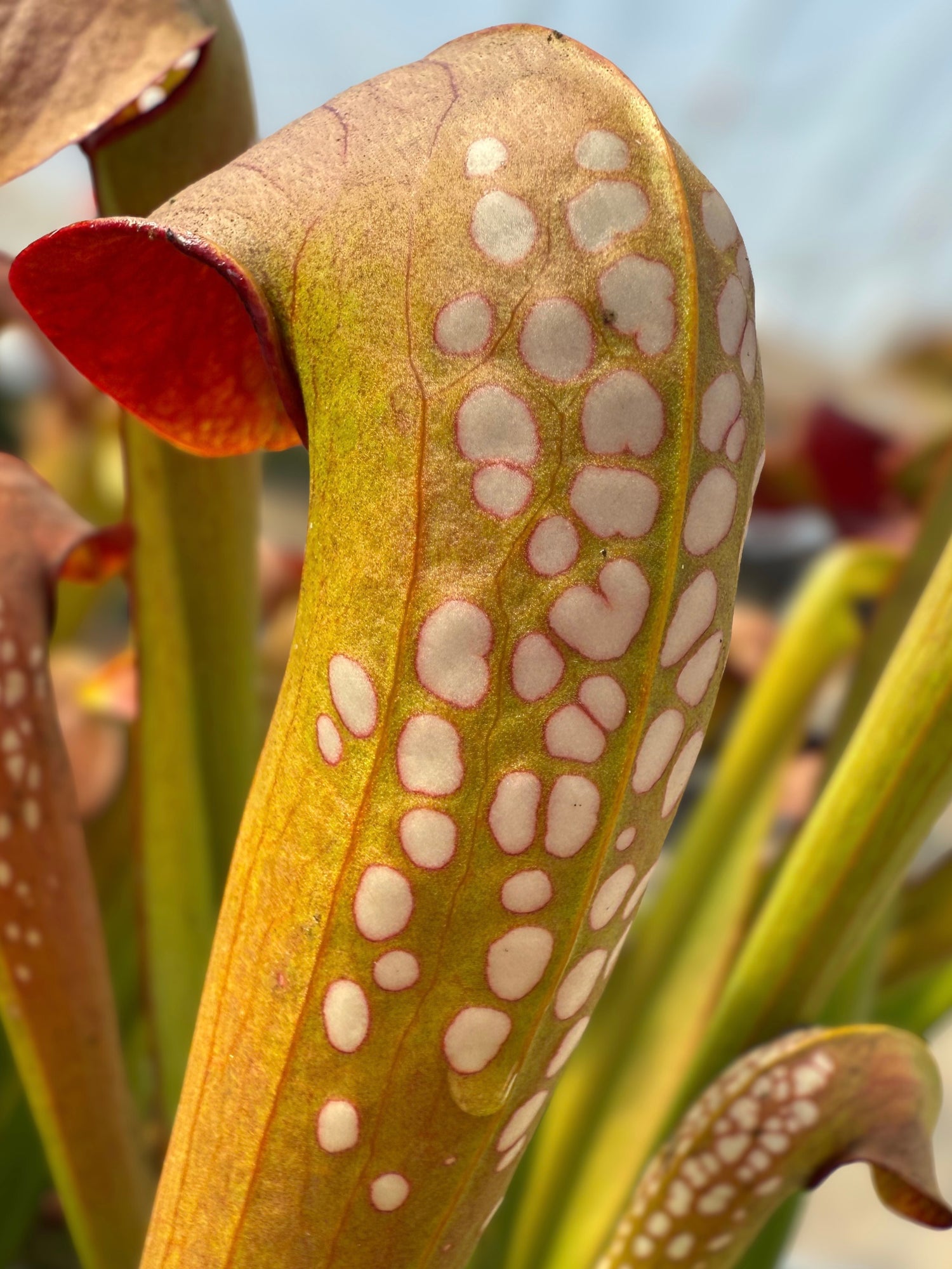 Sarracenia minor v. okefenokeensis “Wilder’s Best” Division Potted