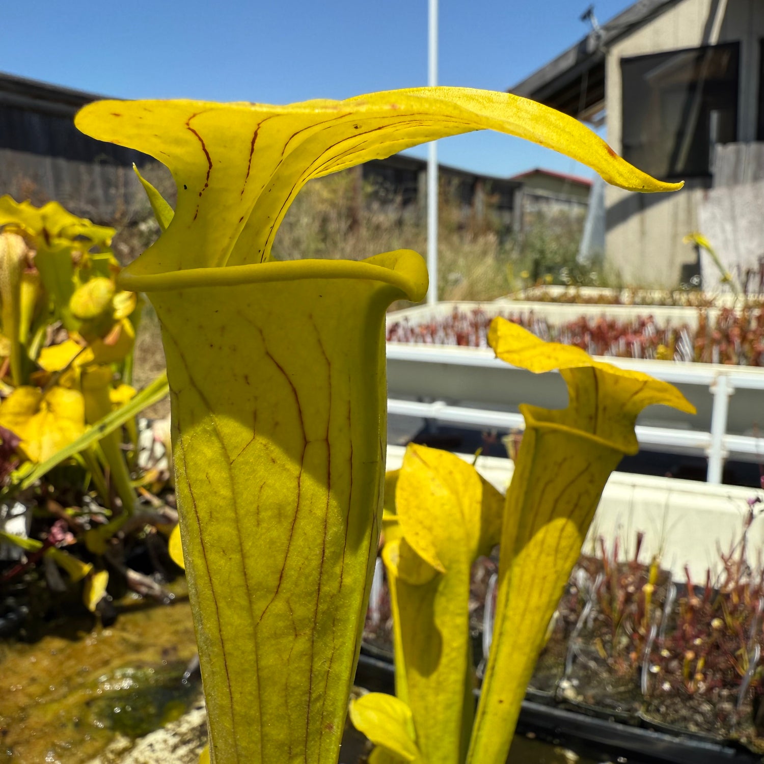 Sarracenia alata “red/black giant” x flava var rugelii ’Bud’s Gargoyle’ Potted