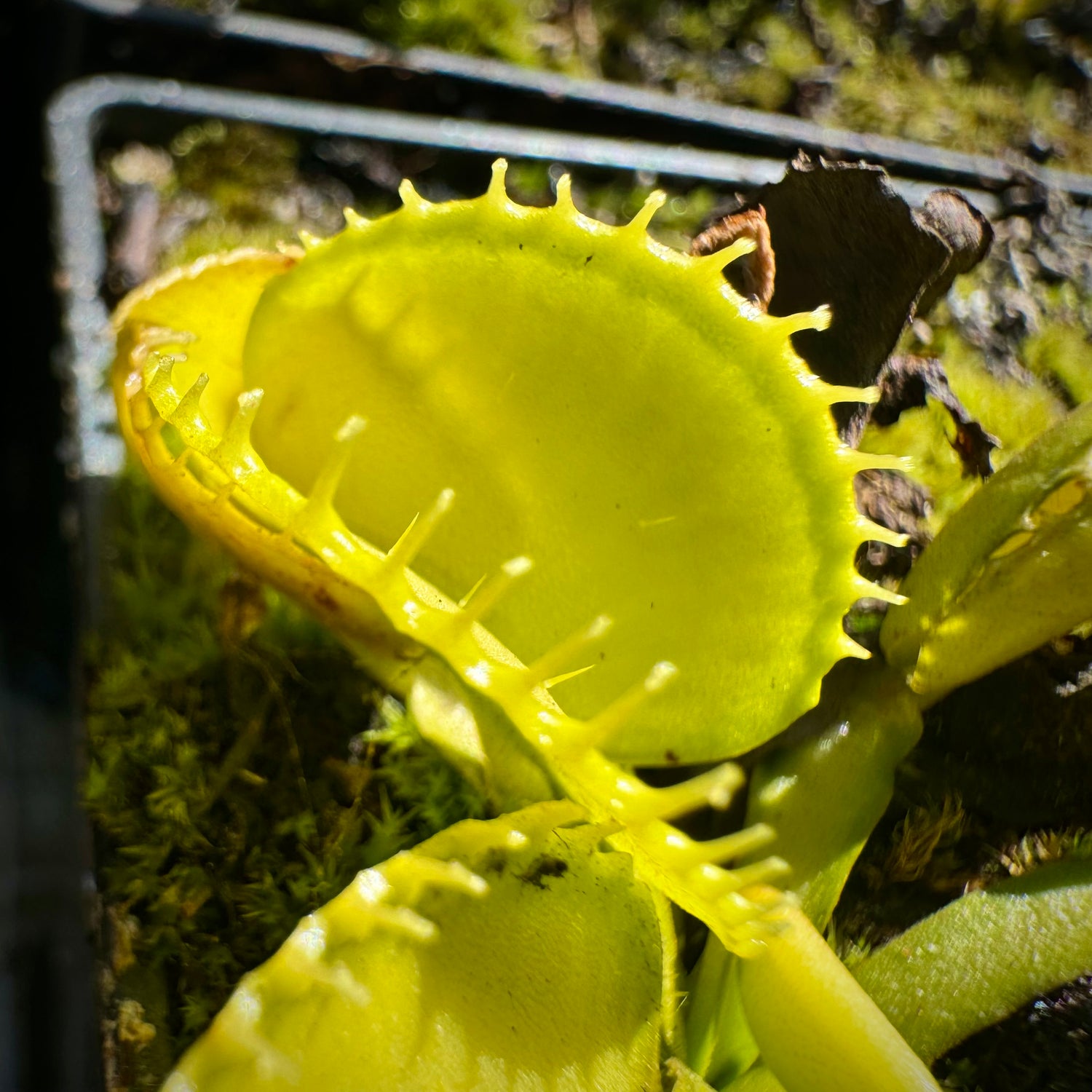 Dionaea m. 'Harmony' JH Potted