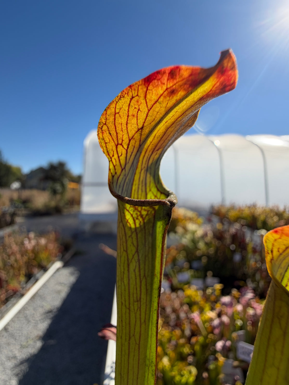 Sarracenia rubra ssp. gulfensis “Very Short, Stocky” Potted
