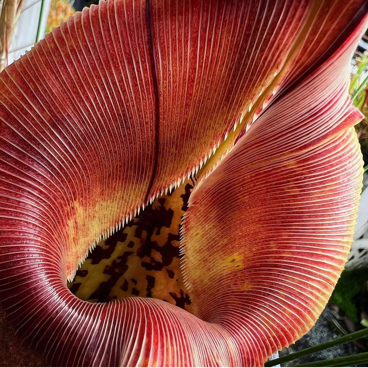 Nepenthes robcantleyi CalCarn Clone TC Potted