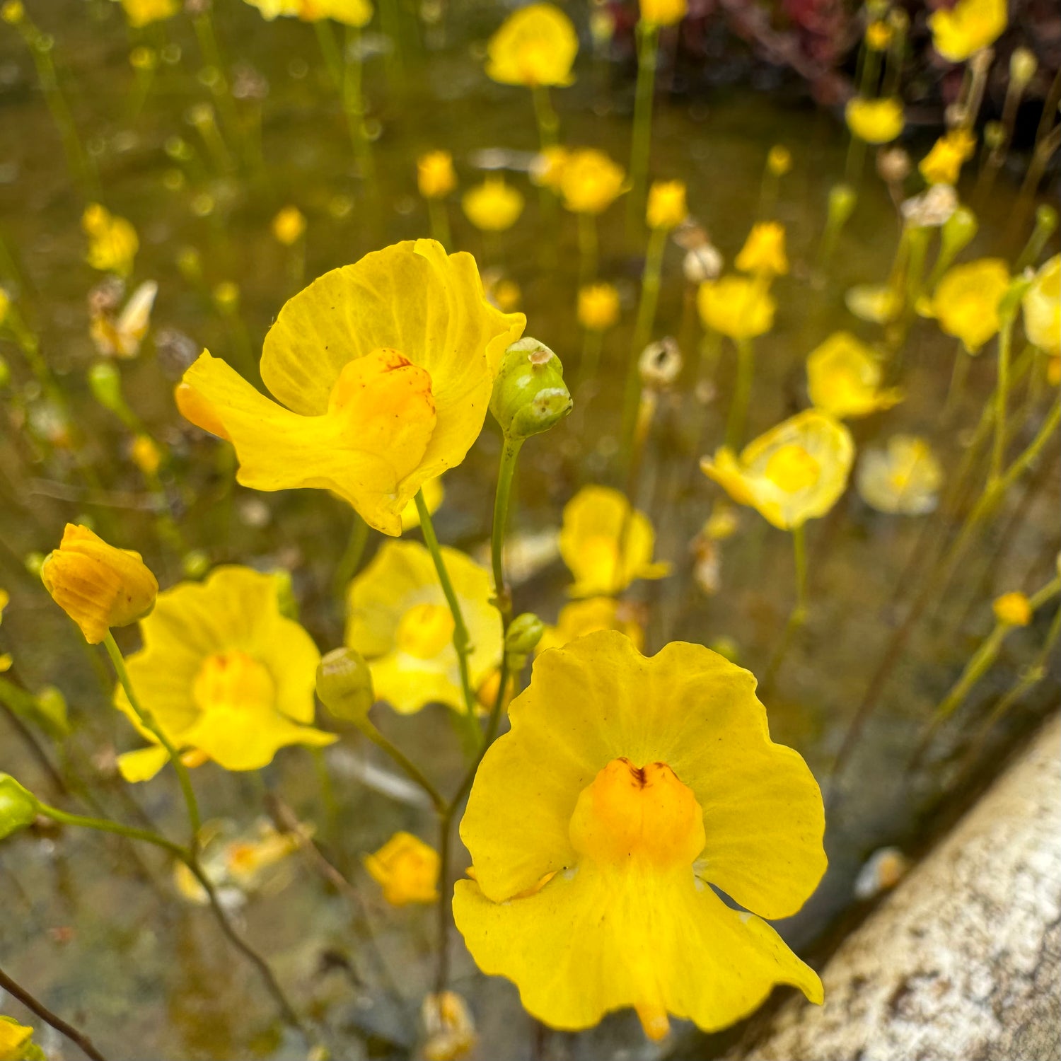 Utricularia gibba