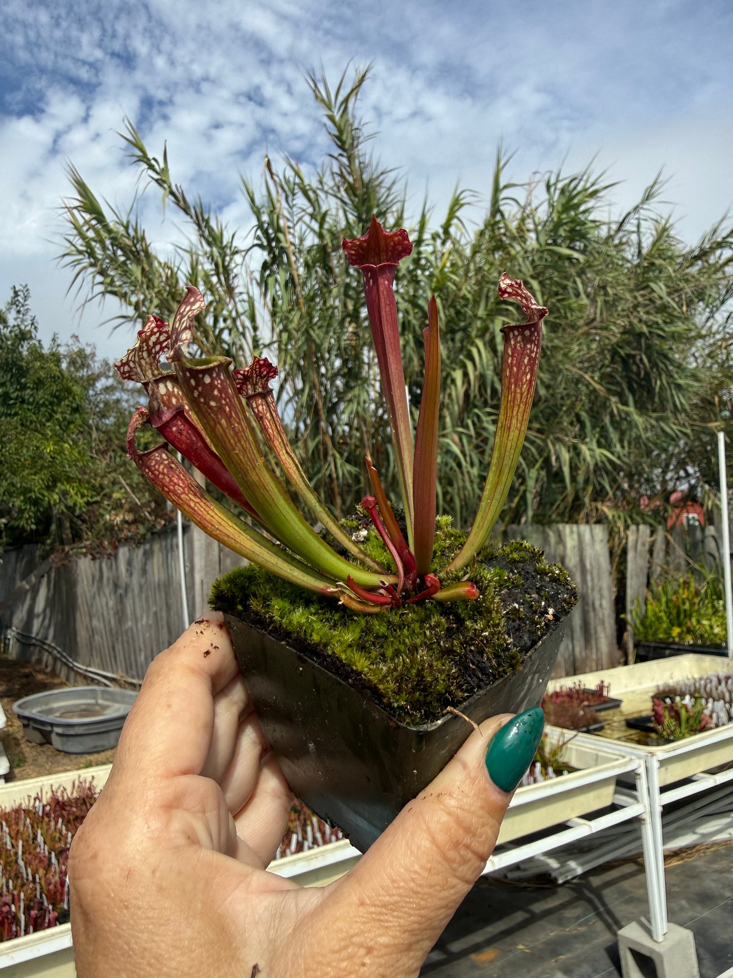 Sarracenia x farnhamii Potted