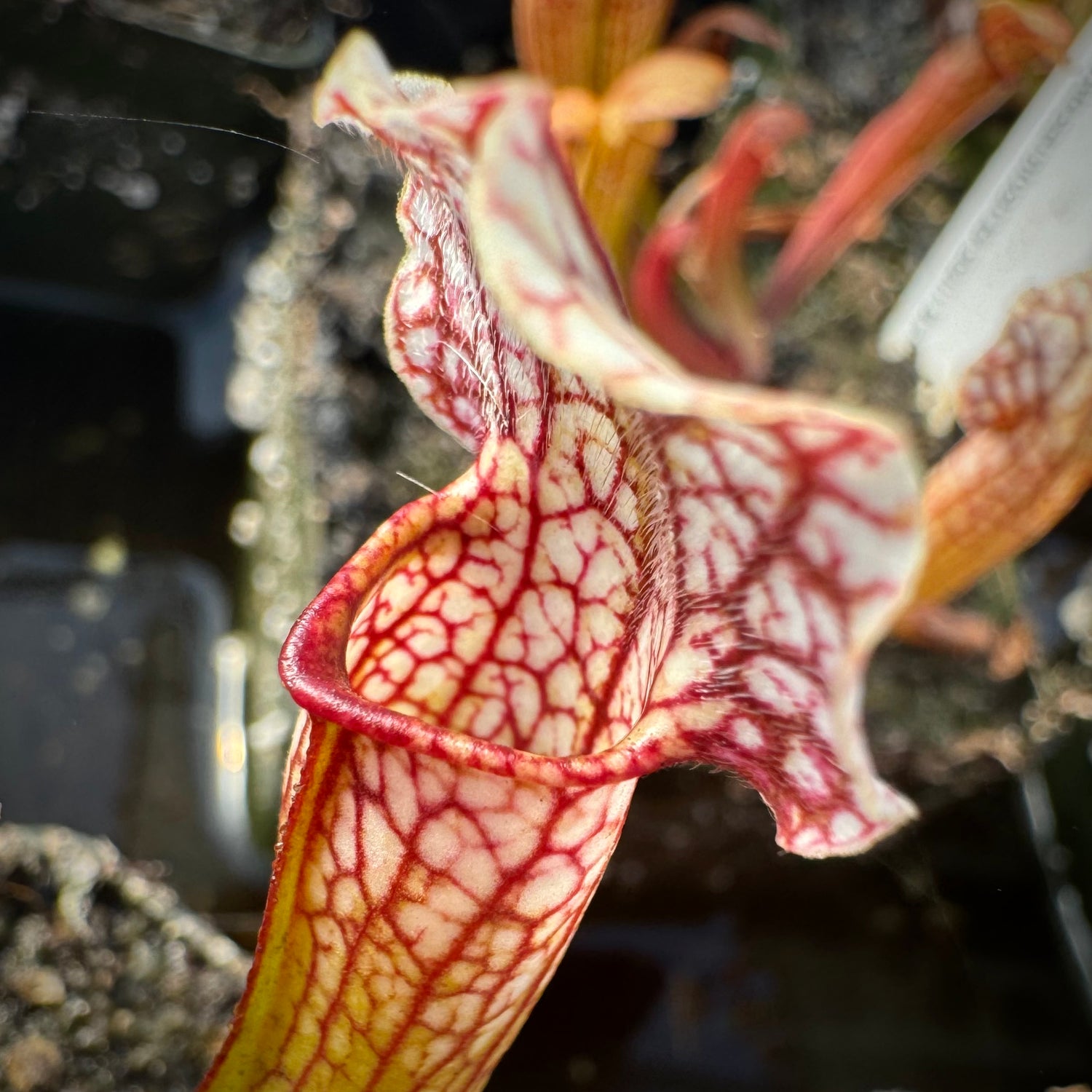 Sarracenia x ‘Velvet’ Potted