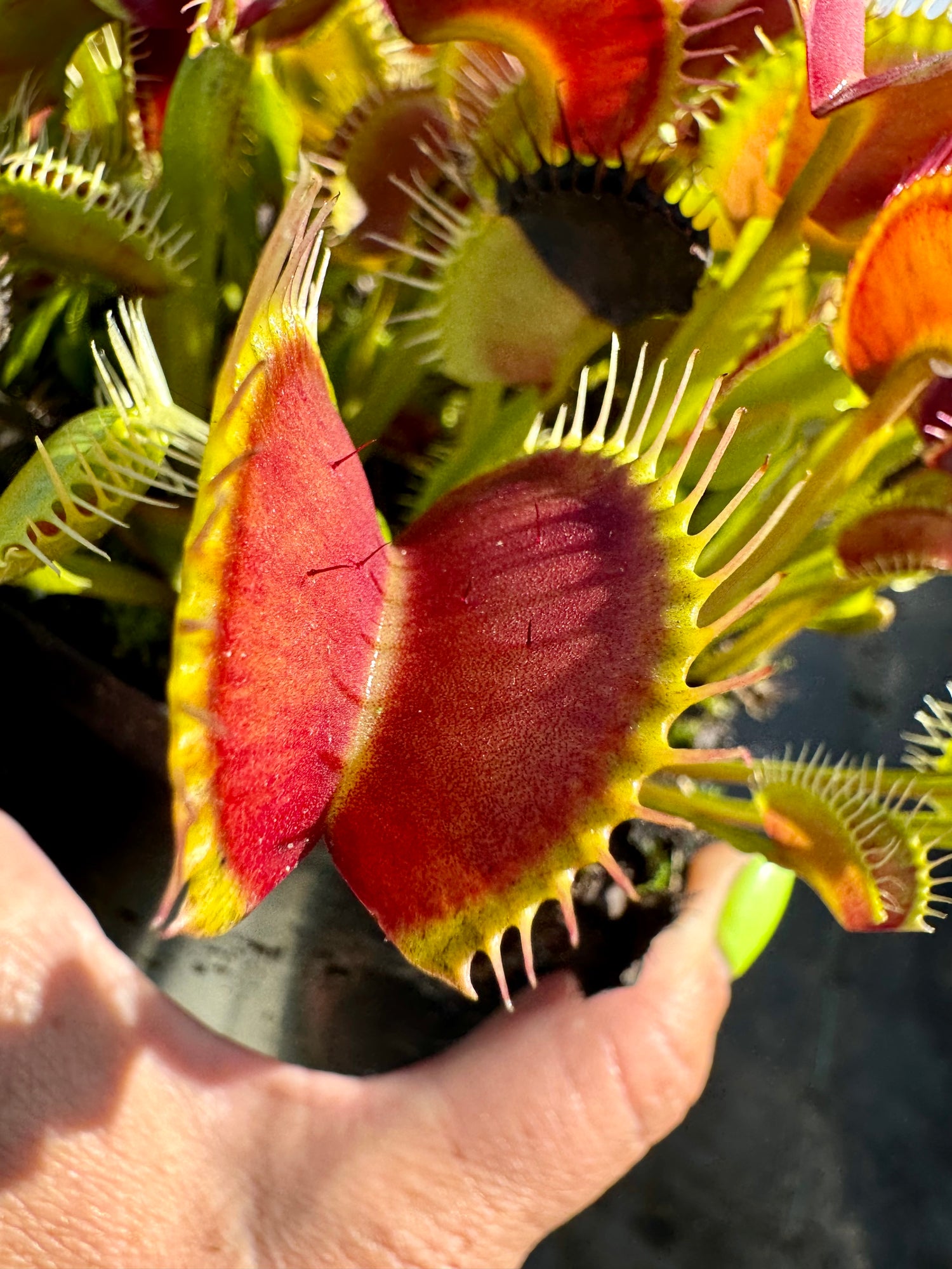 Dionaea m. “Jabberwocky” Potted