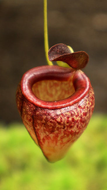 Nepenthes tenuis Potted