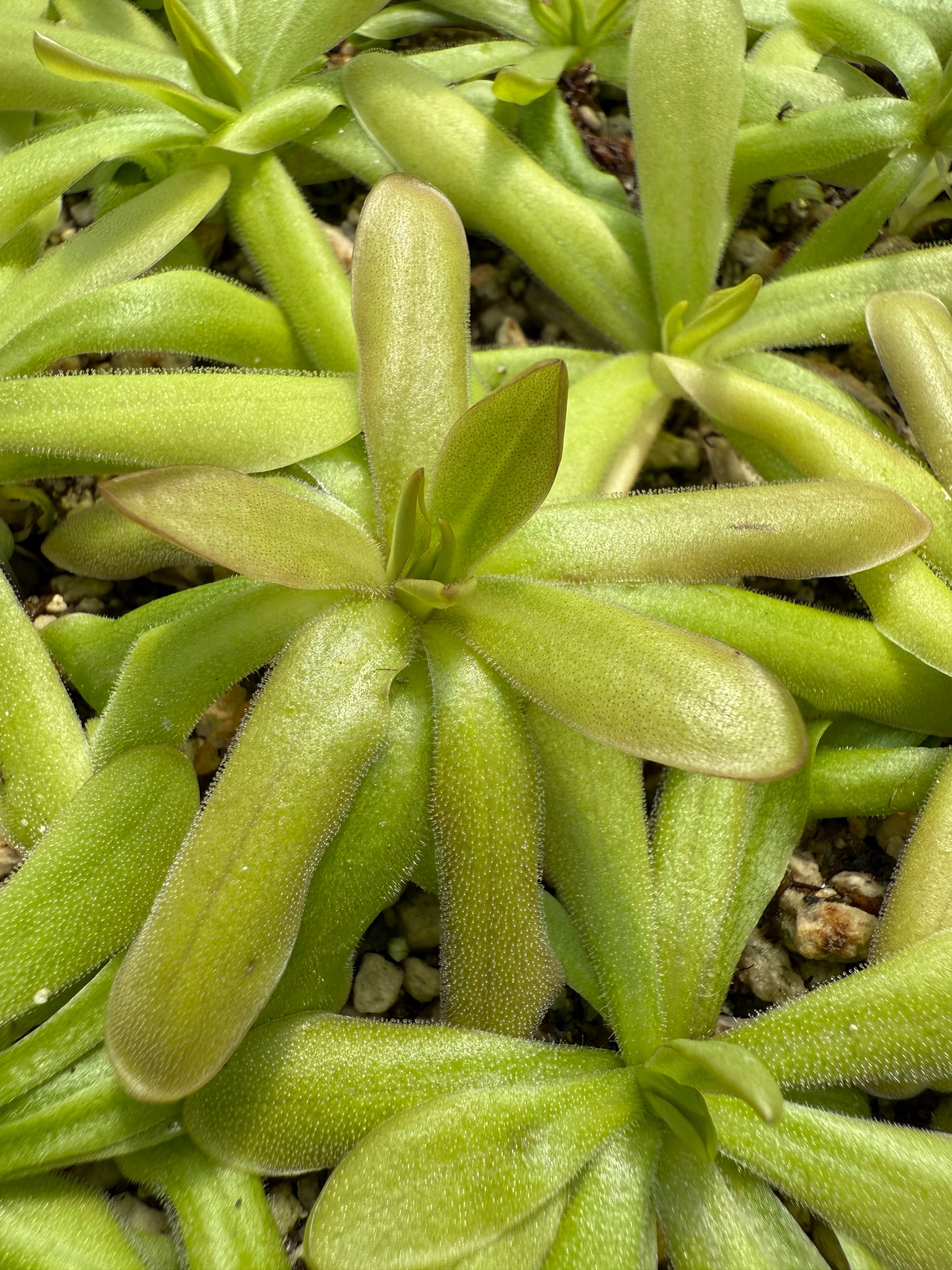 Pinguicula x “Rigel” BARE ROOT