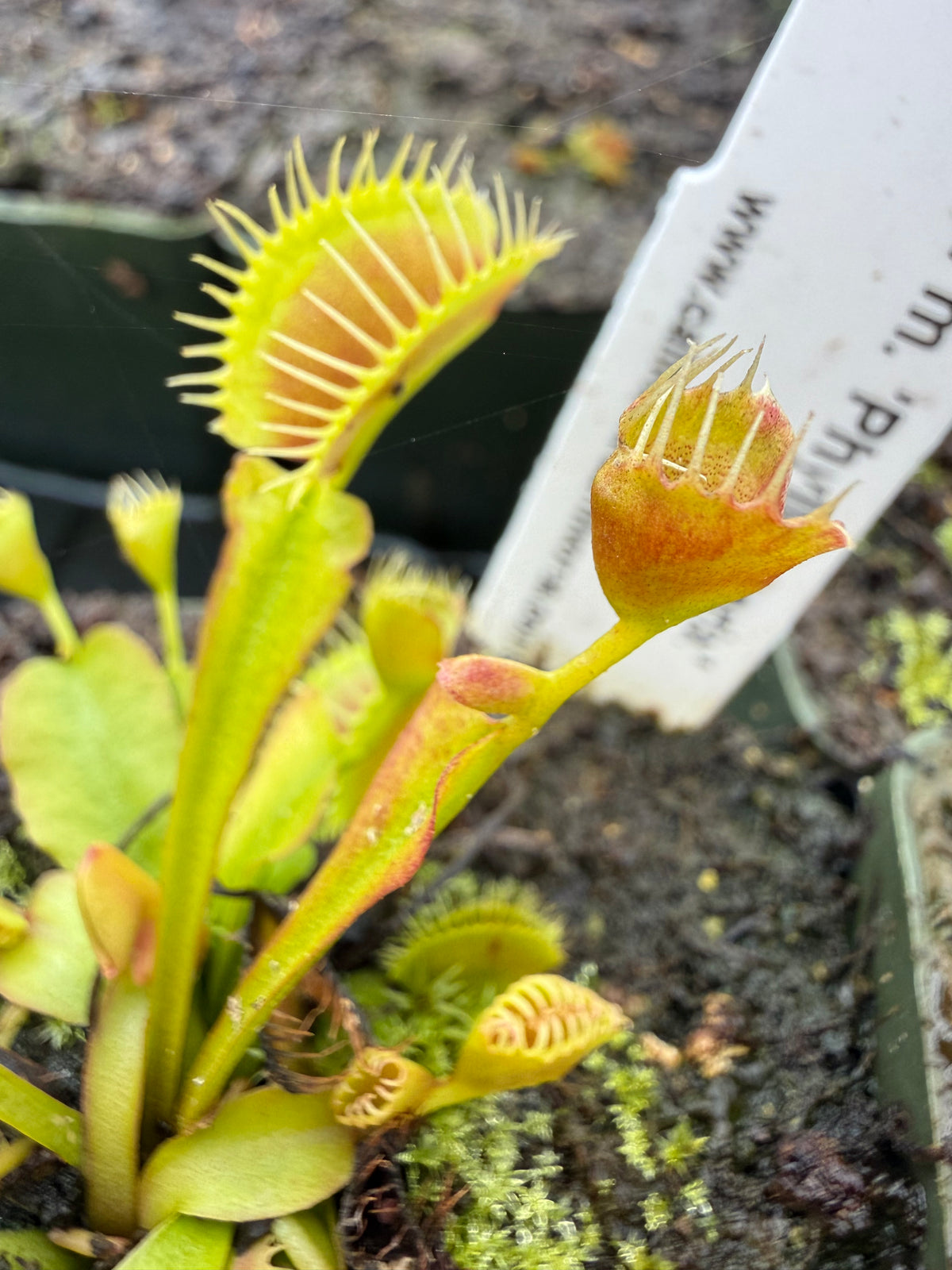 Dionaea m. ‘Phyllopterix’ Potted