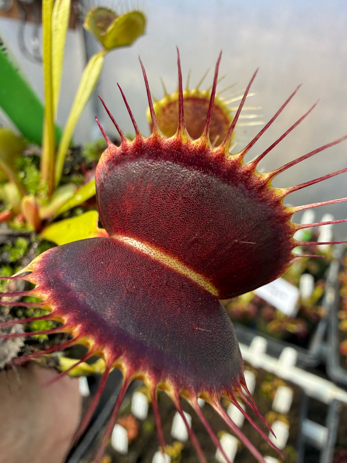 Dionaea m. “Black Mamba” Potted