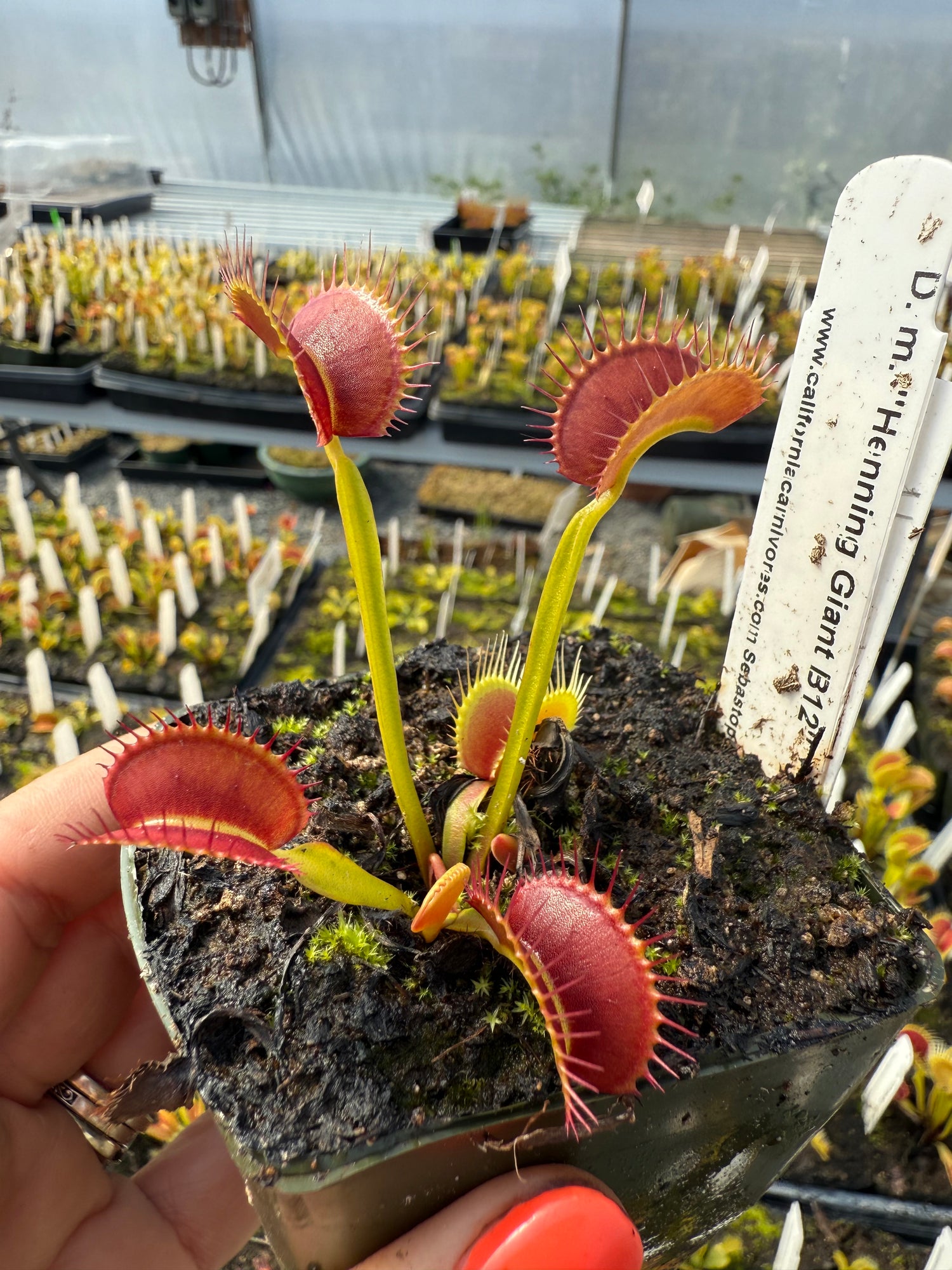Dionaea m. “Hennings Giant B12” JH Potted