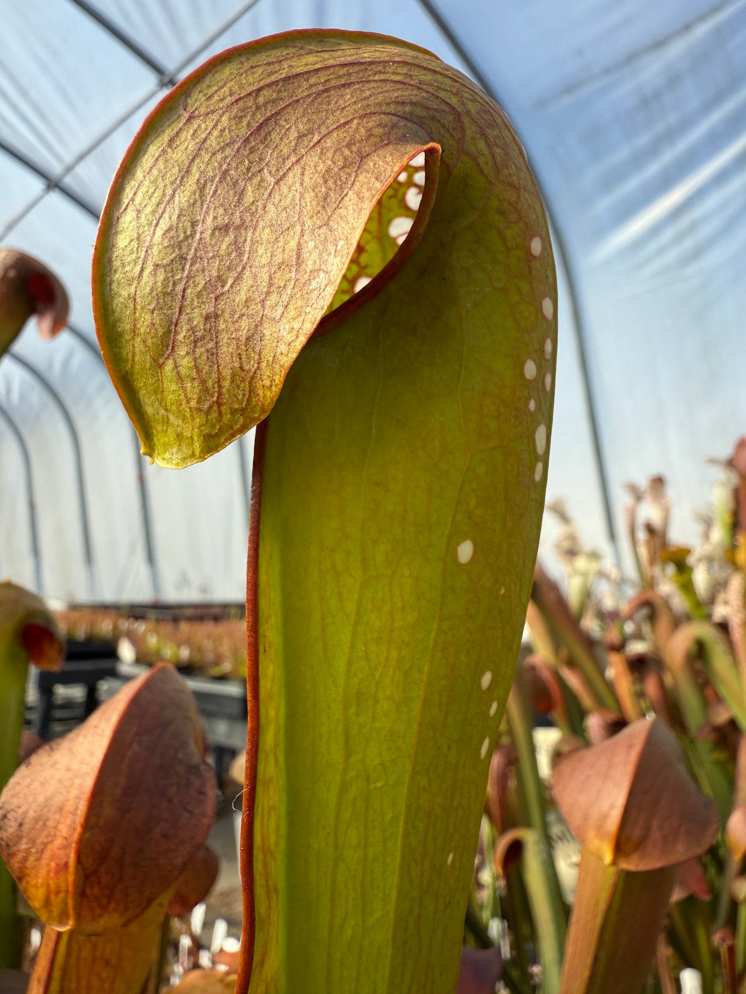 Sarracenia minor ‘Giant’ Division Potted