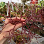 Drosera multifida extrema sundew