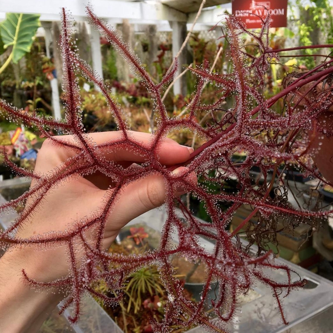 Drosera multifida extrema sundew