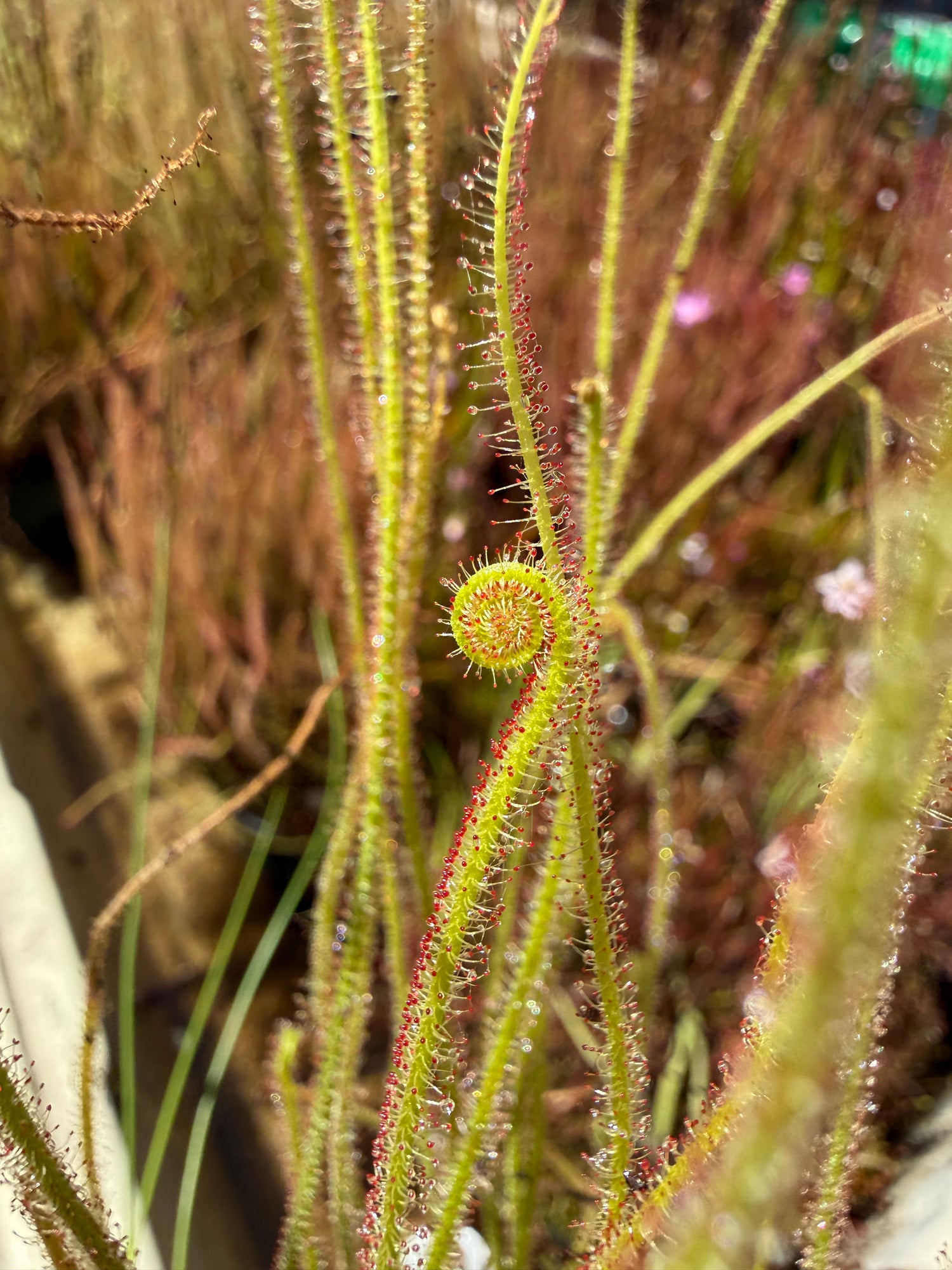Drosera filiformis 'Carolina Giant' Potted