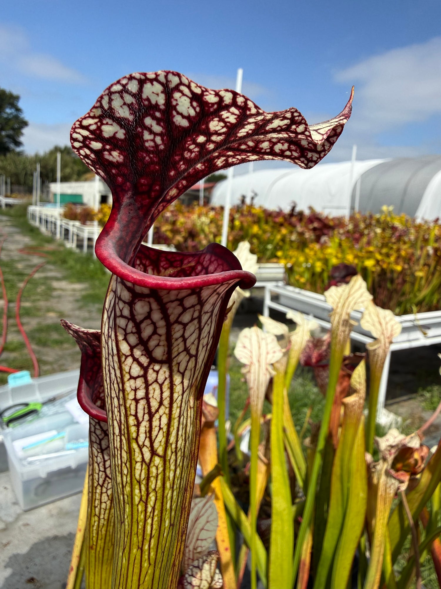 Sarracenia ( x moorei ) x ( x ‘Adrian Slack’ ) DG Potted