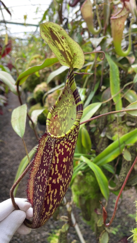 Nepenthes spectabilis "Sibuyatan" Potted
