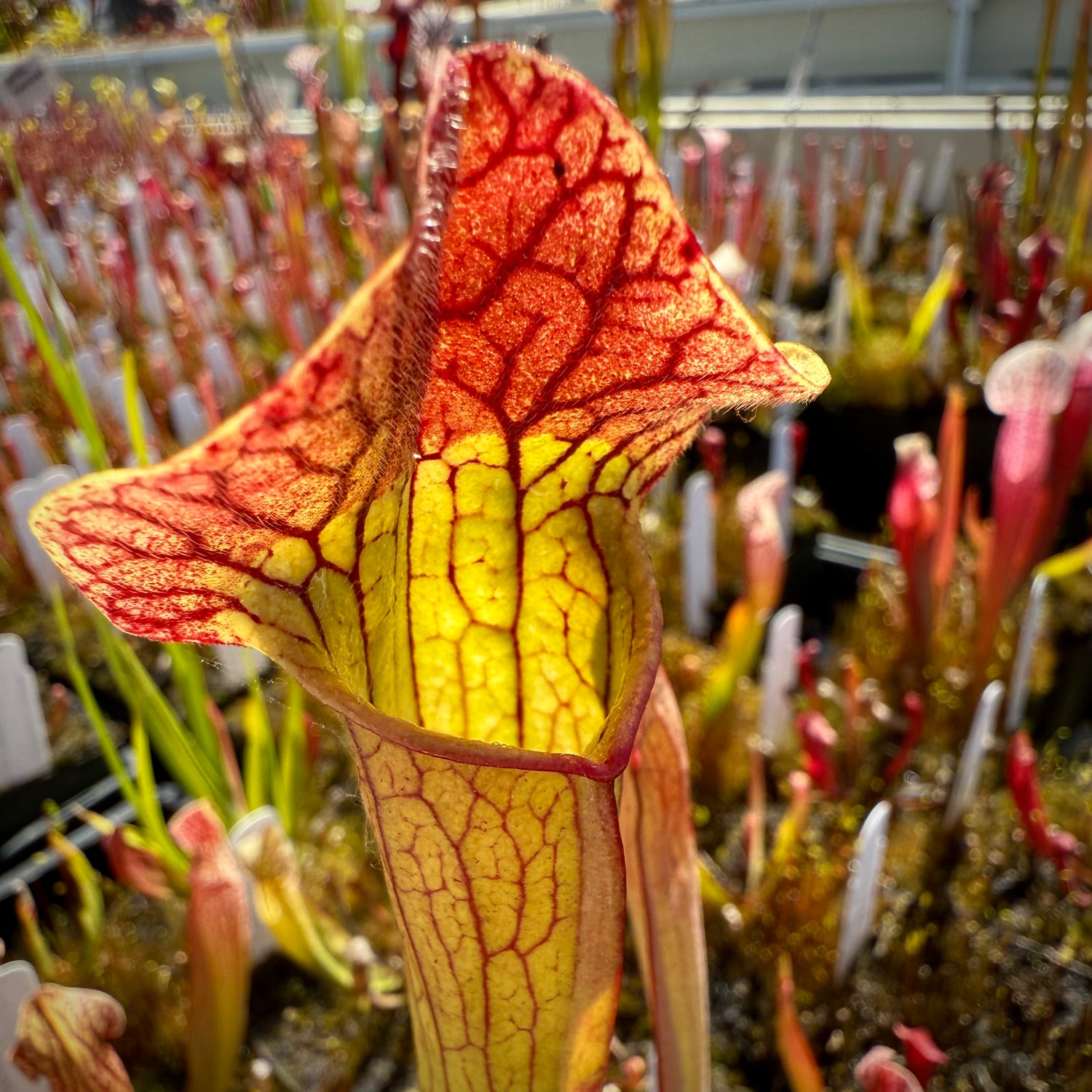Sarracenia ( x mitchelliana “Dark Burgundy” ) x ( x ‘Simone’ ) Potted