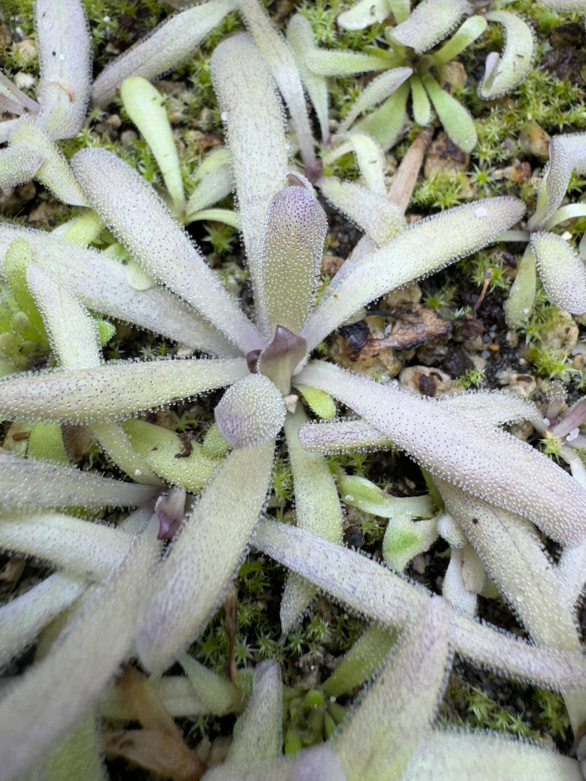 Pinguicula x “Twilight Sparkle” BARE ROOT