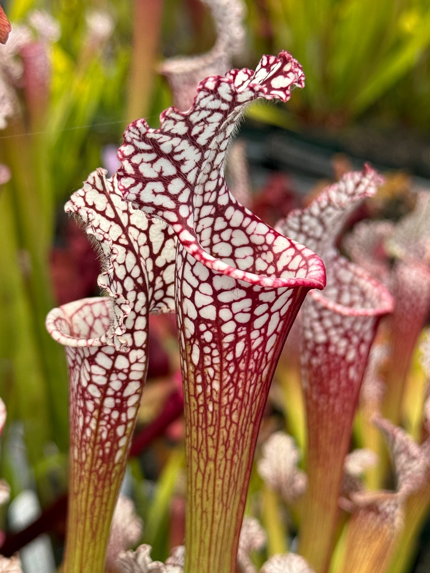 Sarracenia leucophylla "Last Site, Sumter Co, GA" Clone B Potted