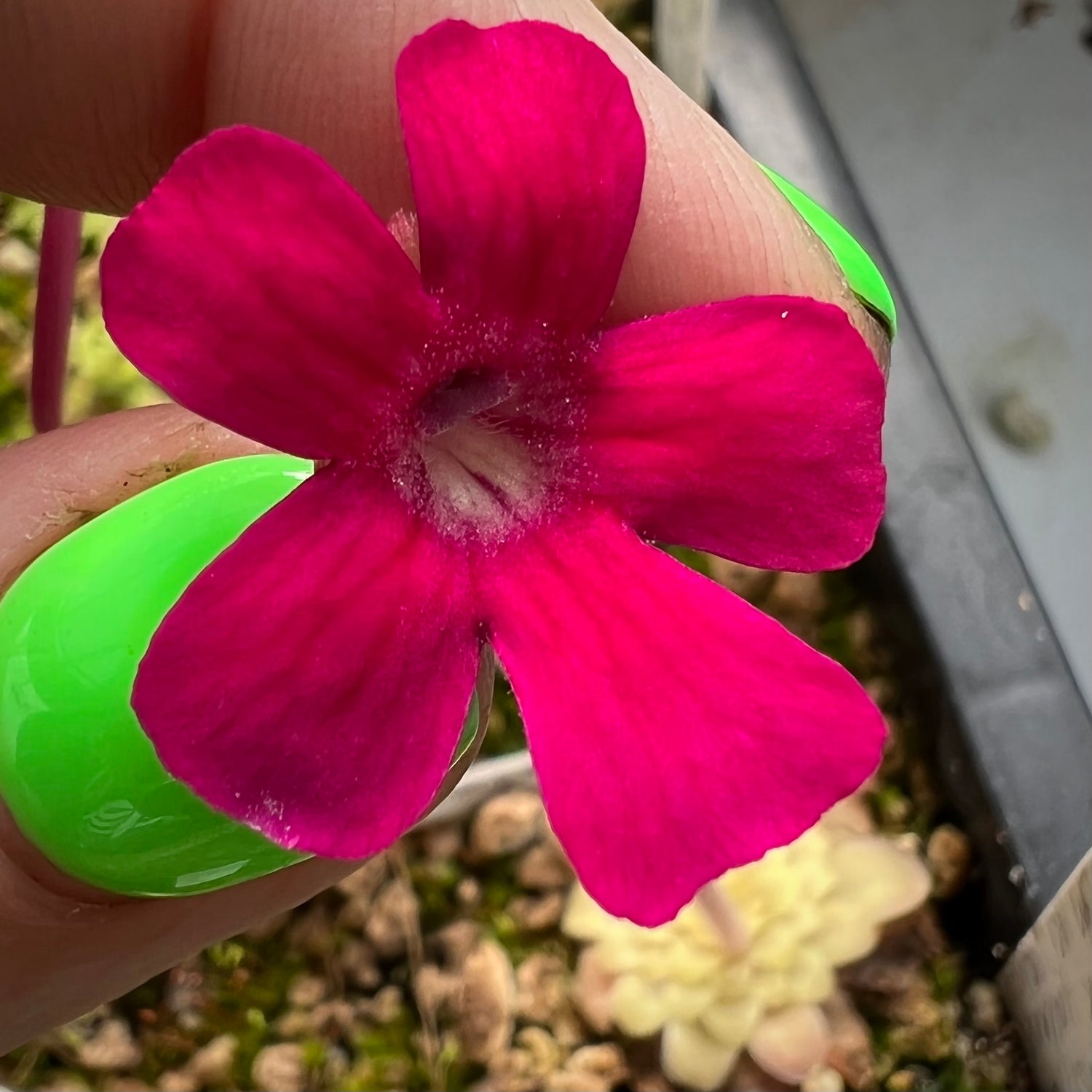 Pinguicula x “Neon Raspberry” BARE ROOT