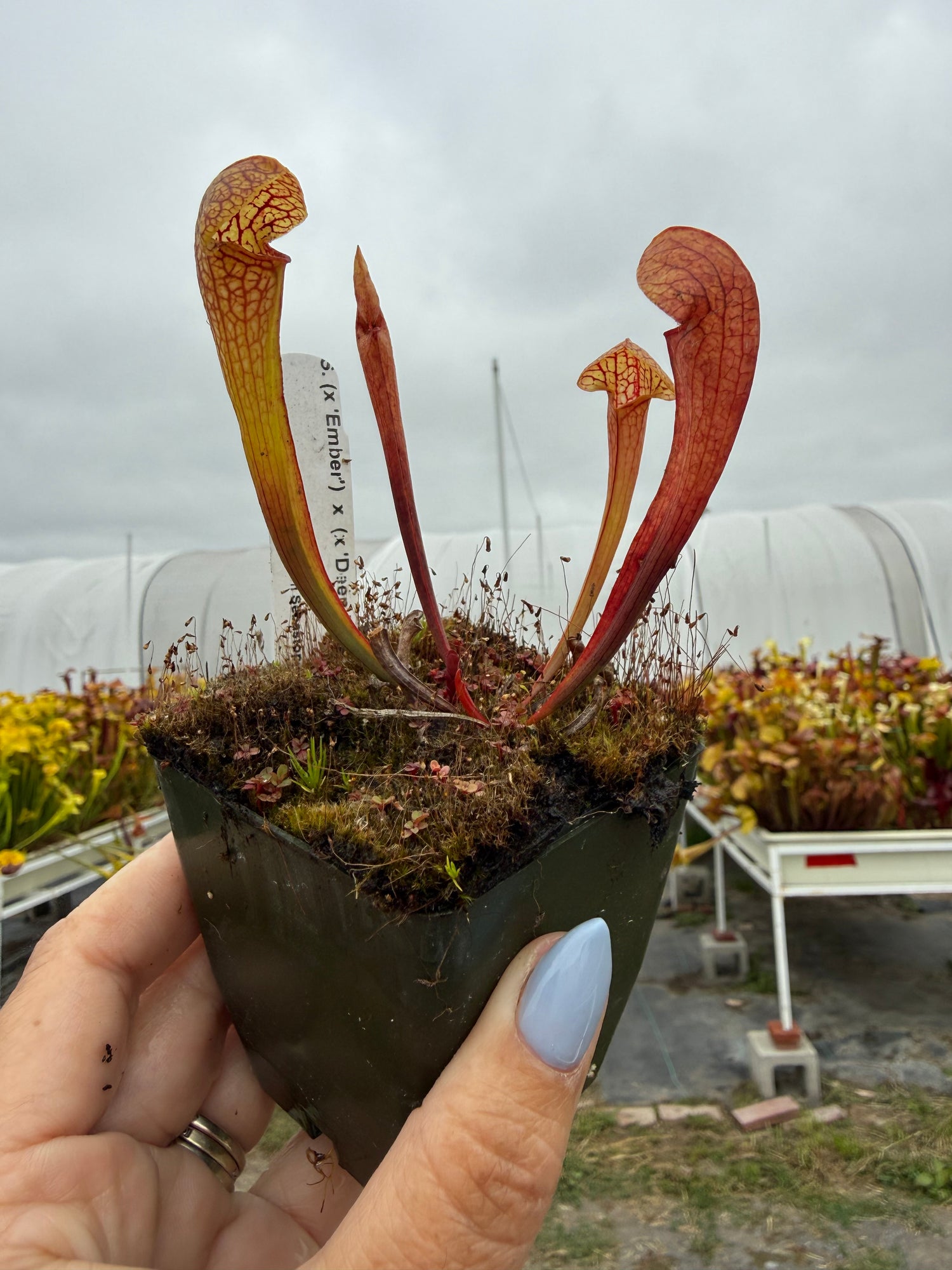 Sarracenia ( ‘Ember’ ) x ( x ‘Deep Throat’ ) Potted