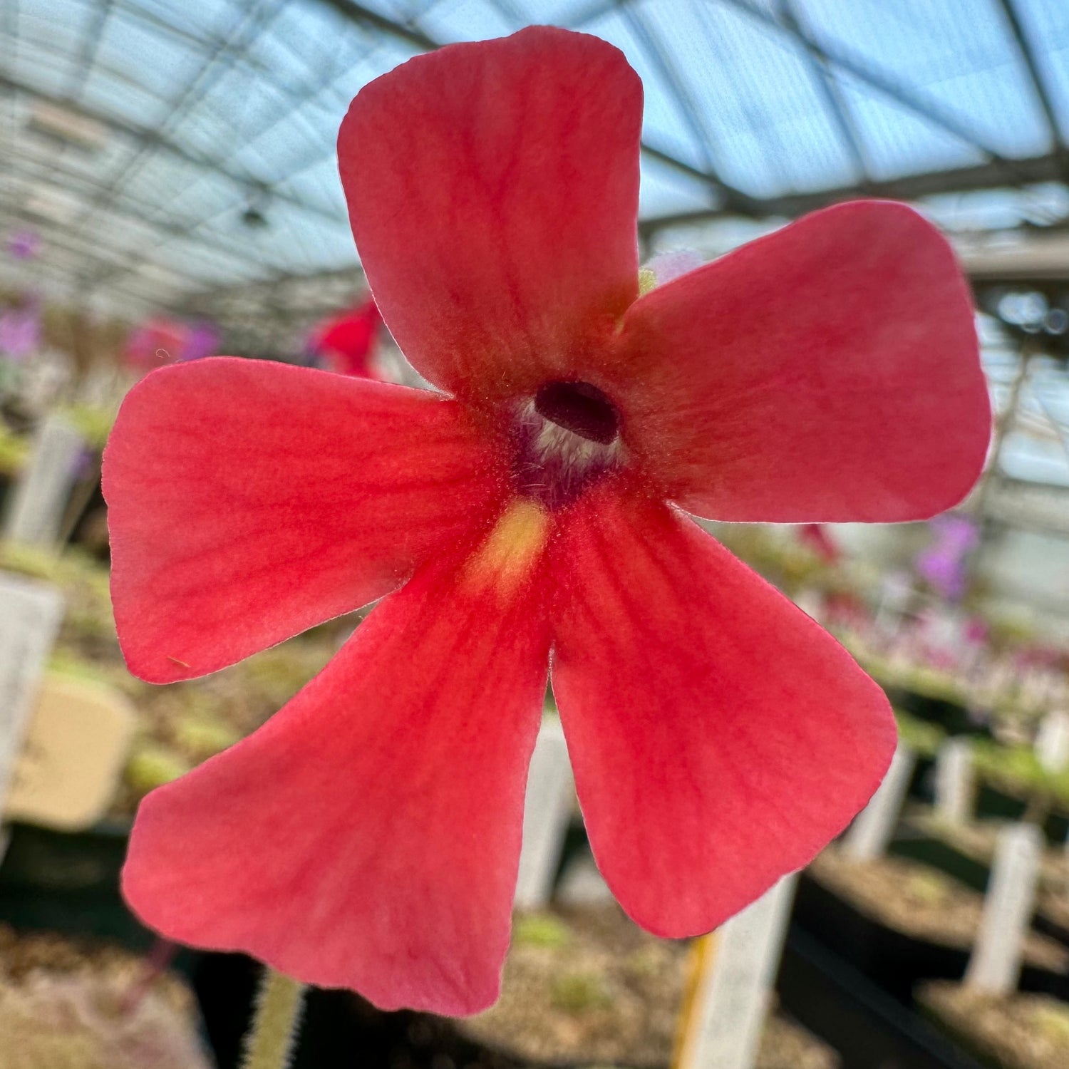 Pinguicula laueana "Tangerine" BARE ROOT