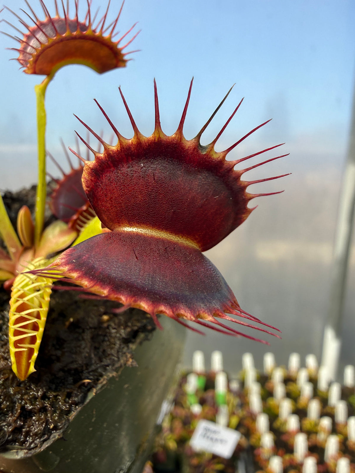 Dionaea m. “Black Mamba” Potted