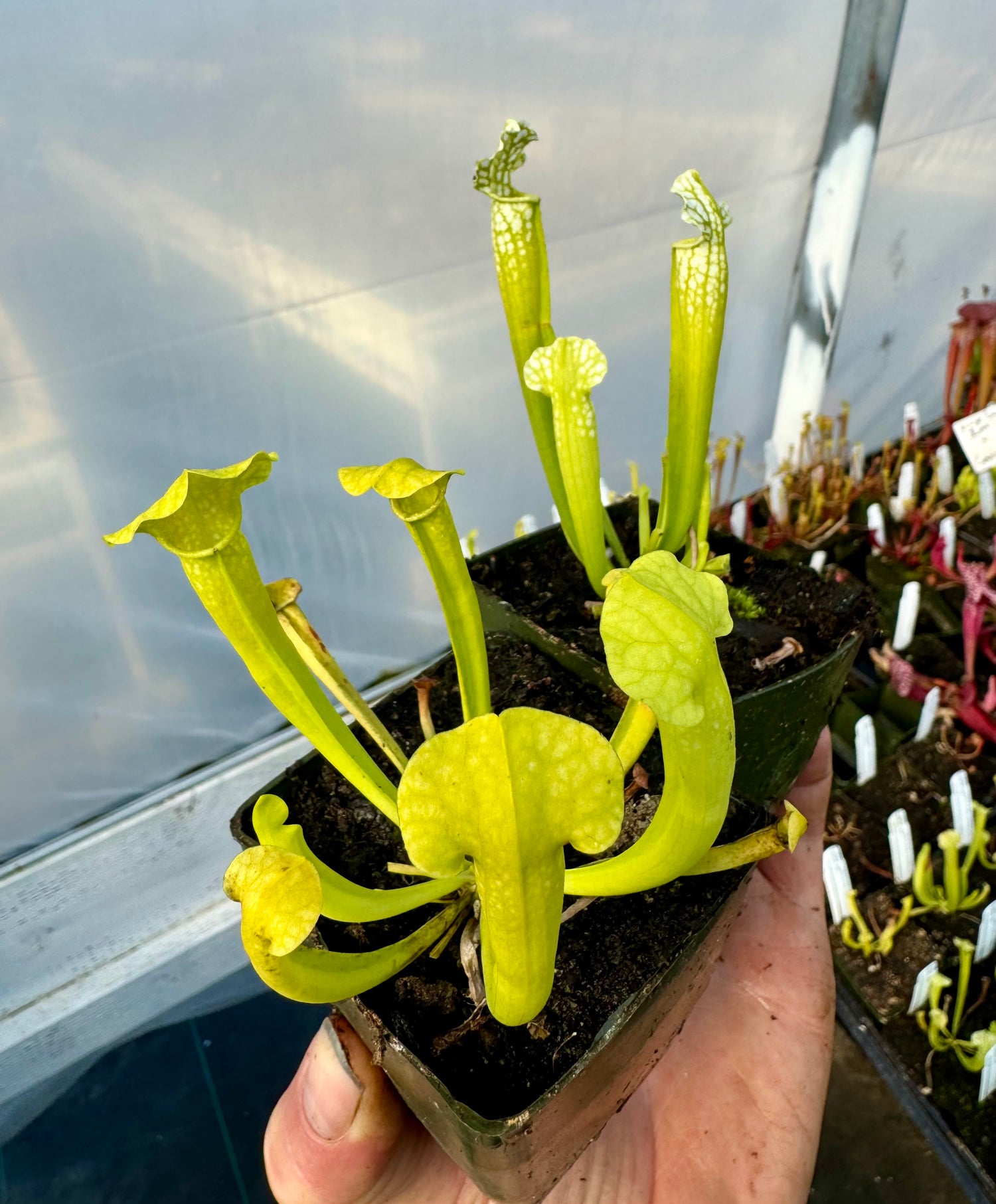 Sarracenia ( leucophylla x rubra ssp jonesii ) anthocyanin-free x “complex purpurea hybrid” anthocyanin-free Potted
