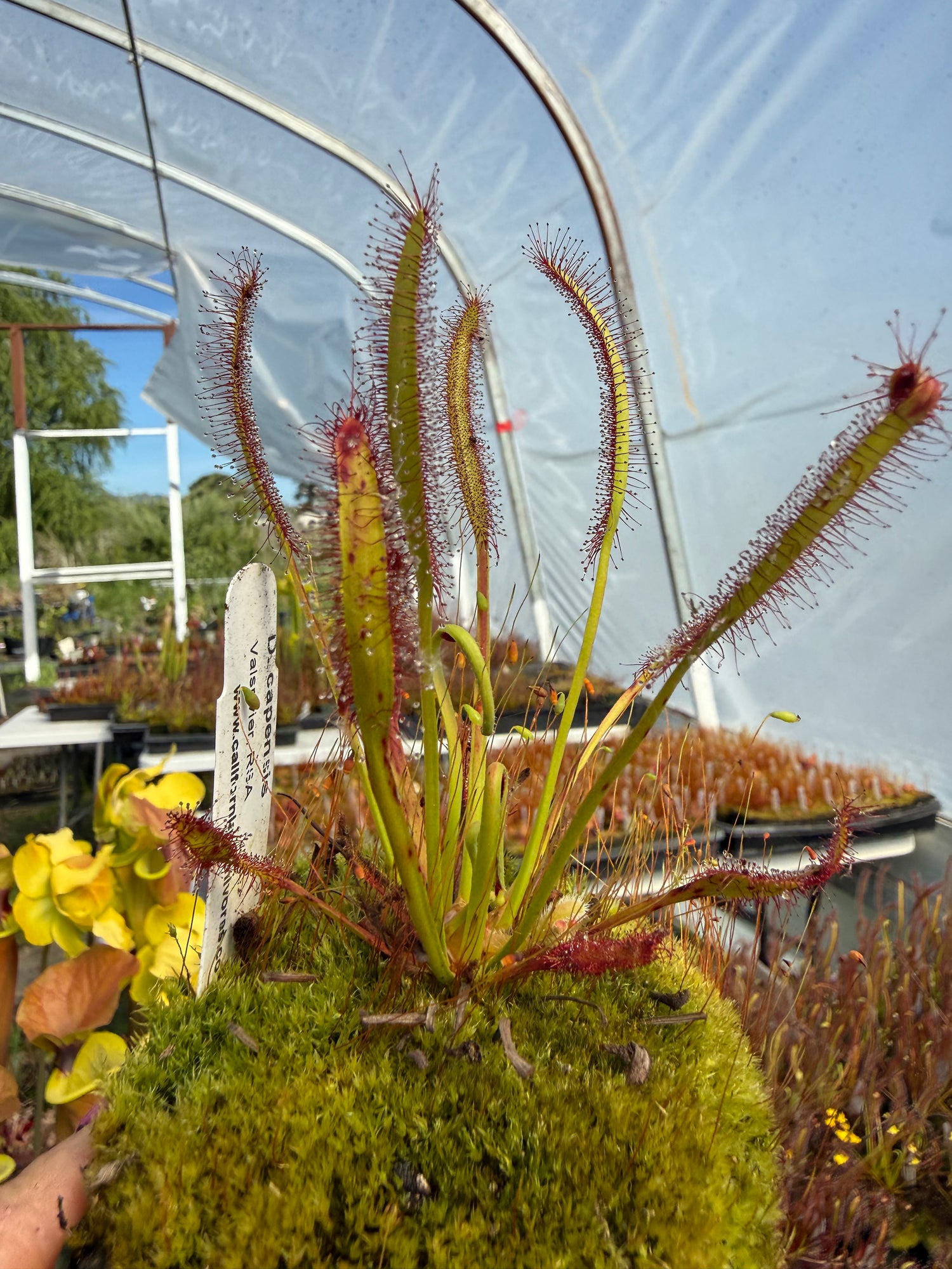 Drosera capensis “Valsrivier, RSA” Potted