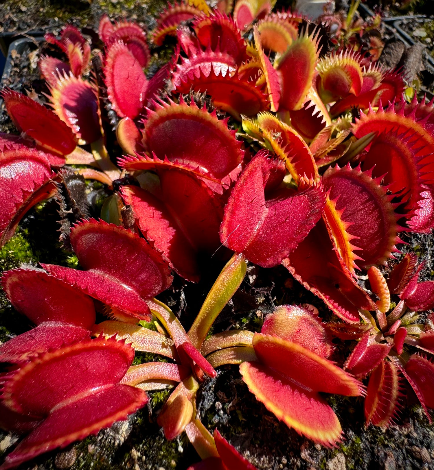 Dionaea m. 'Coq Couche' Potted
