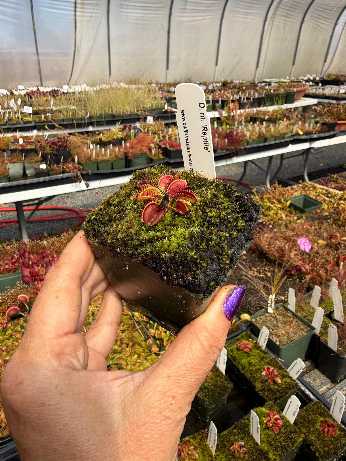 Dionaea m. ‘Reptile’ Potted