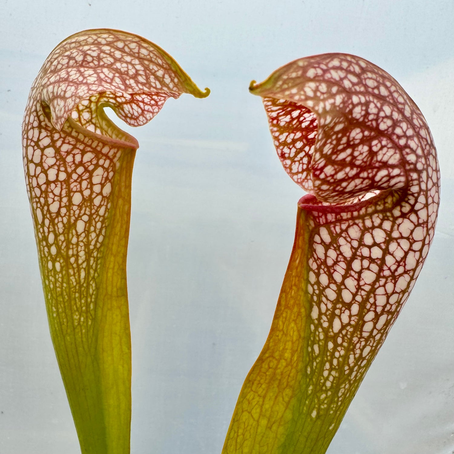 Sarracenia x “Lovebird” Potted