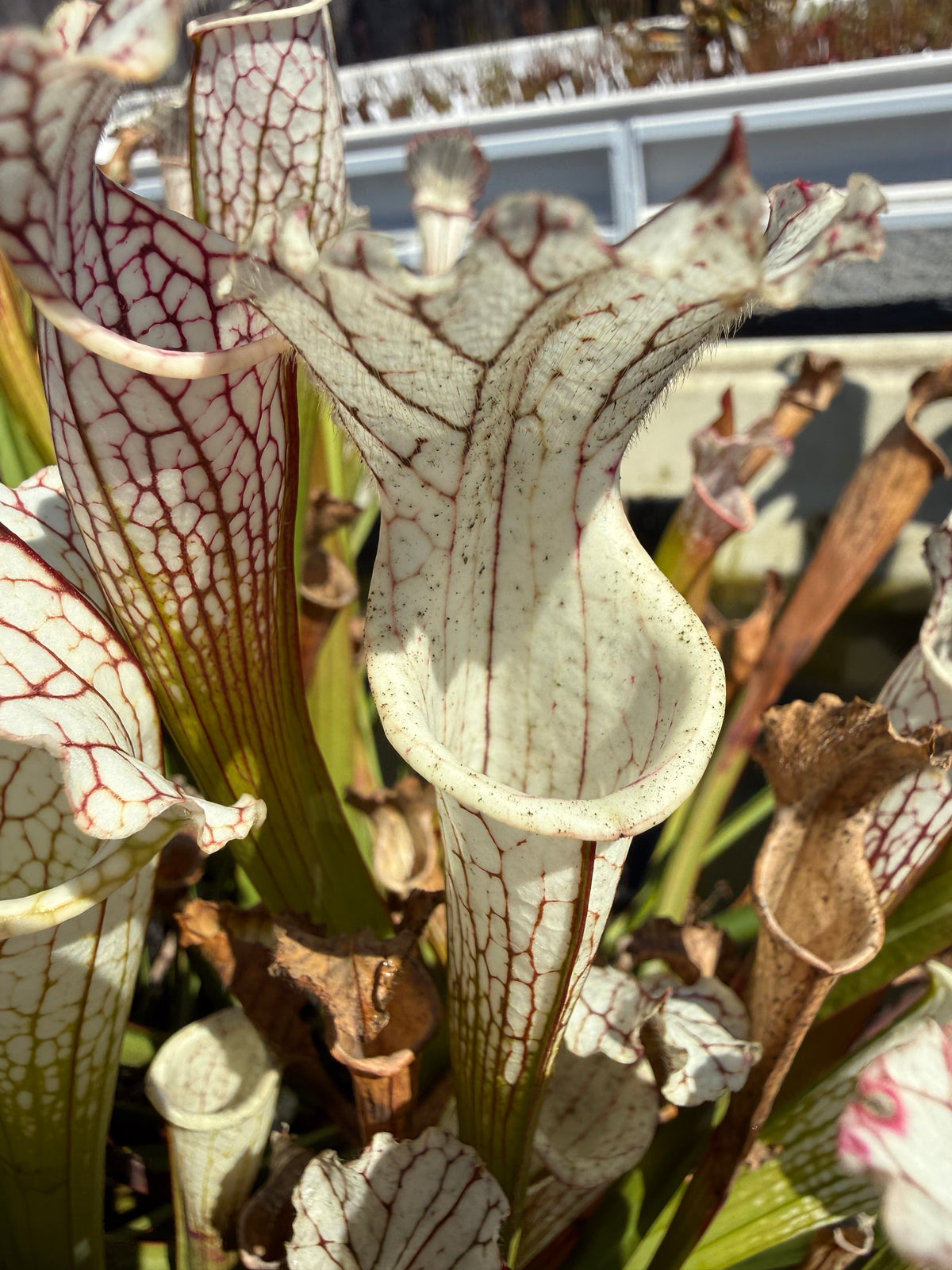 Sarracenia leucophylla var alba seed-grown Potted