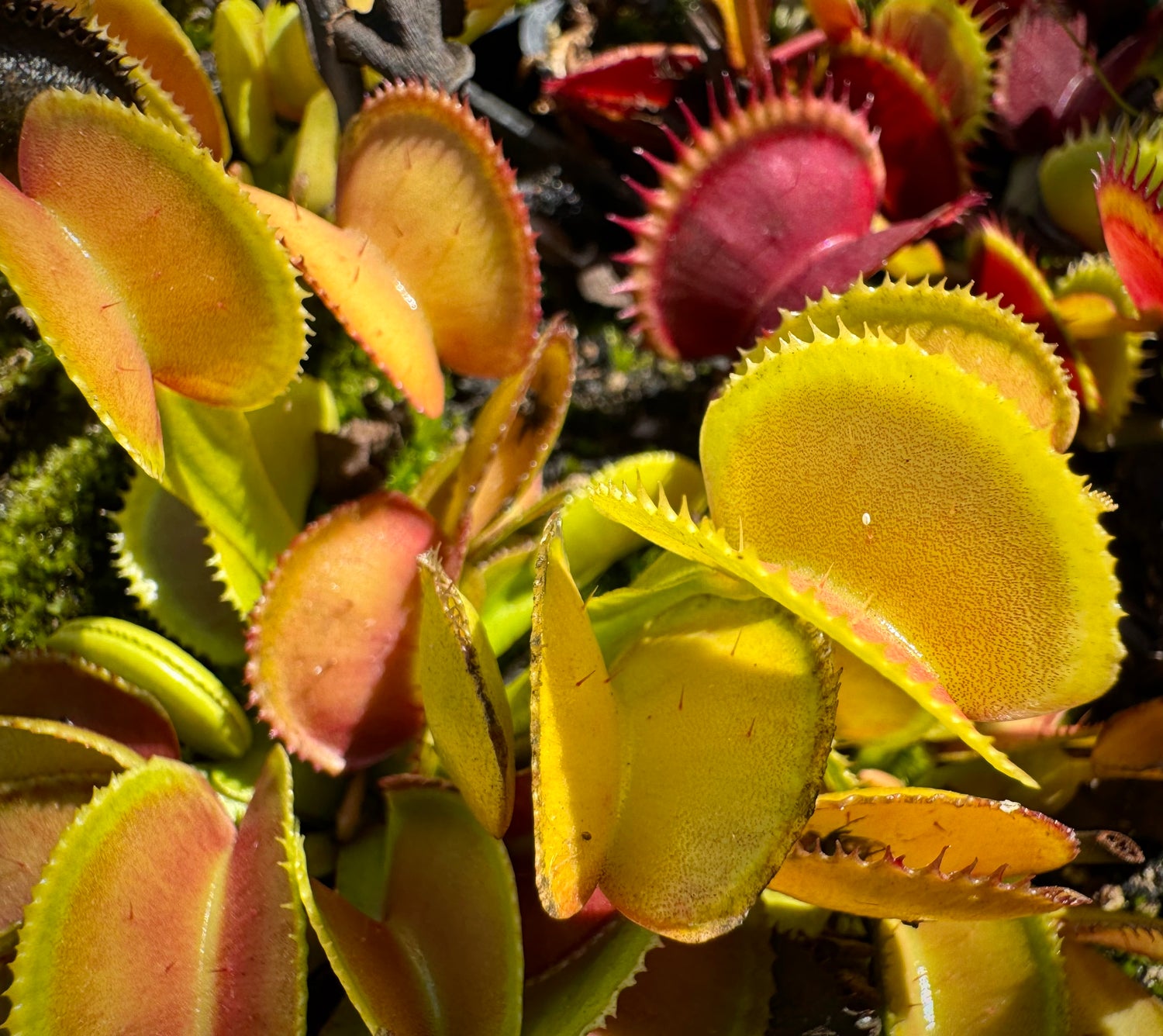 Seed Pack Dionaea m. “Microdent Giant CK” (12 seeds/pack)