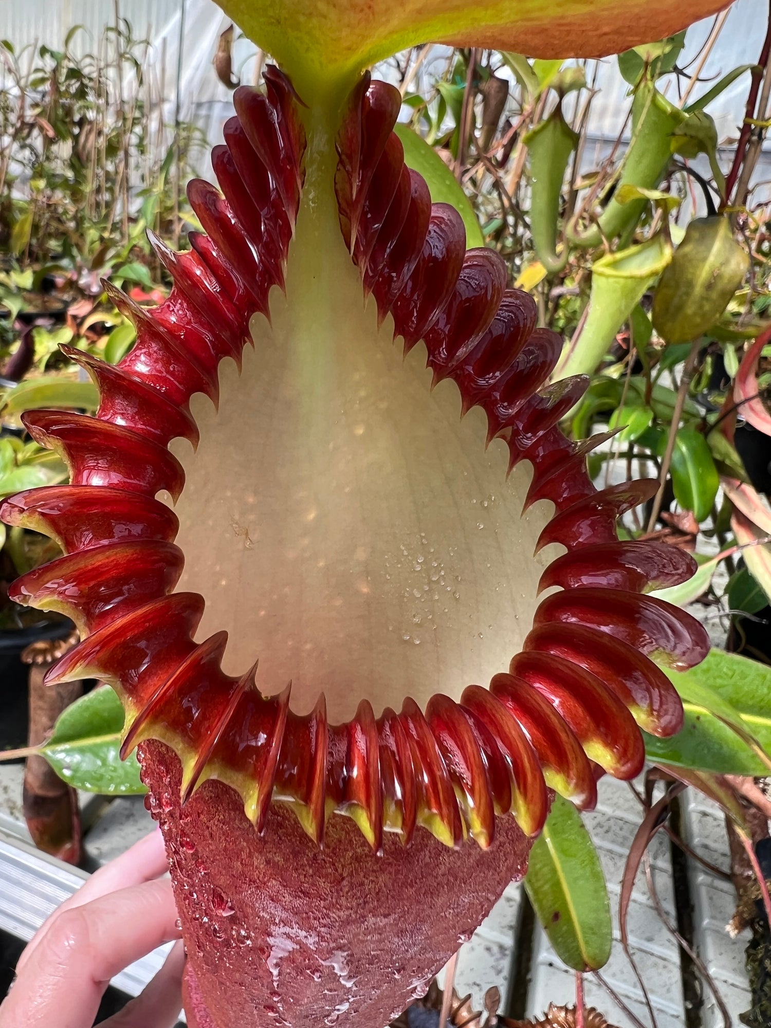Nepenthes ventricosa “Black” x edwardsiana CalCarn Seed-Grown Potted