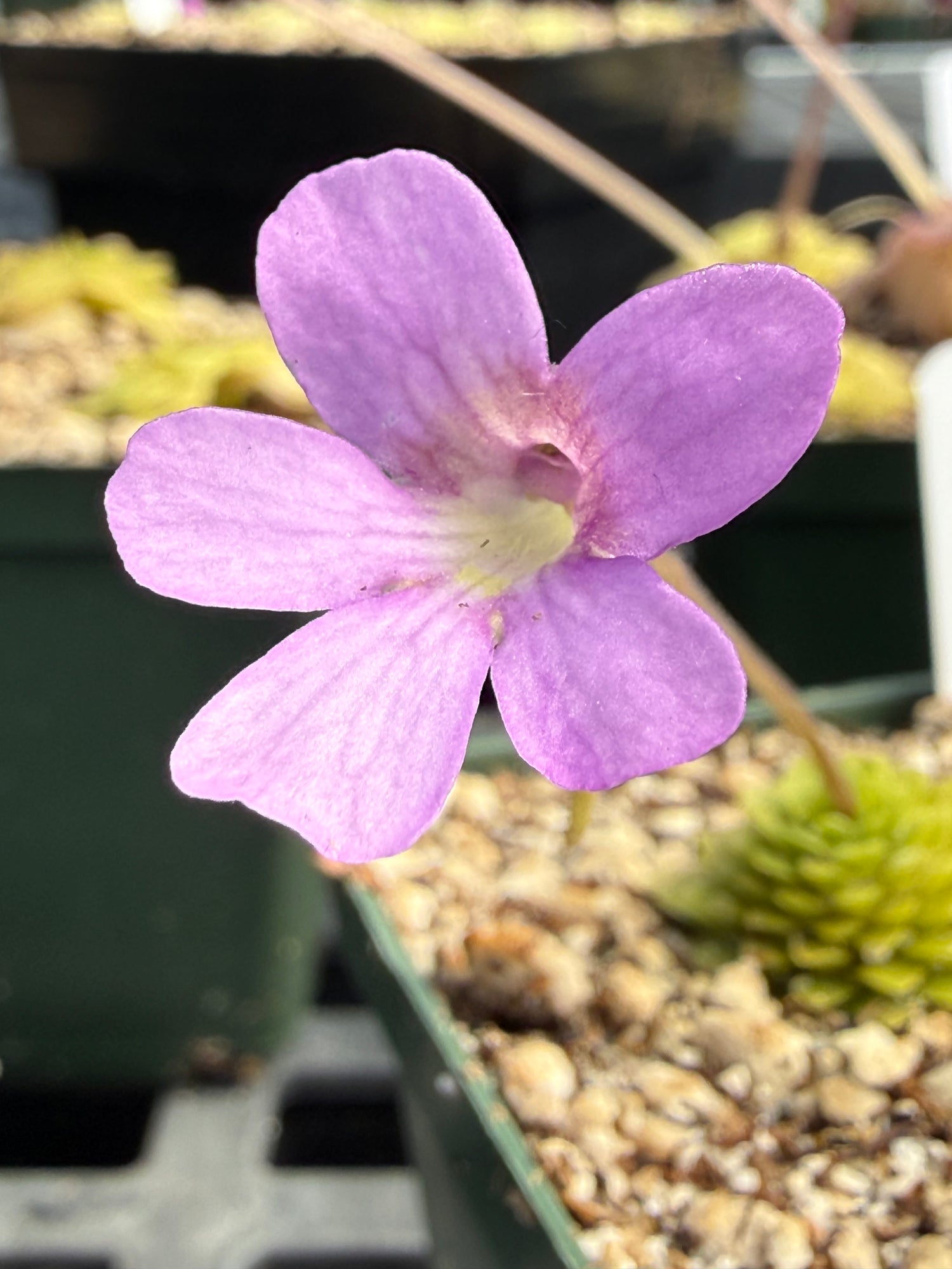 Pinguicula x “Lilac Pinecone” BARE ROOT