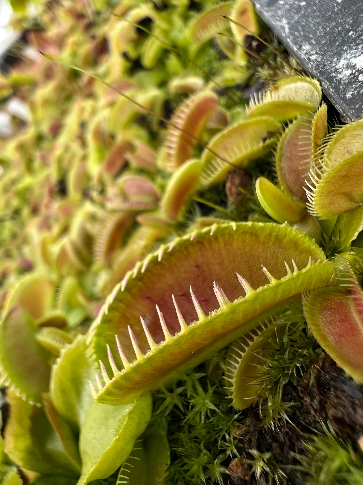 Dionaea m. 'Alien' Potted