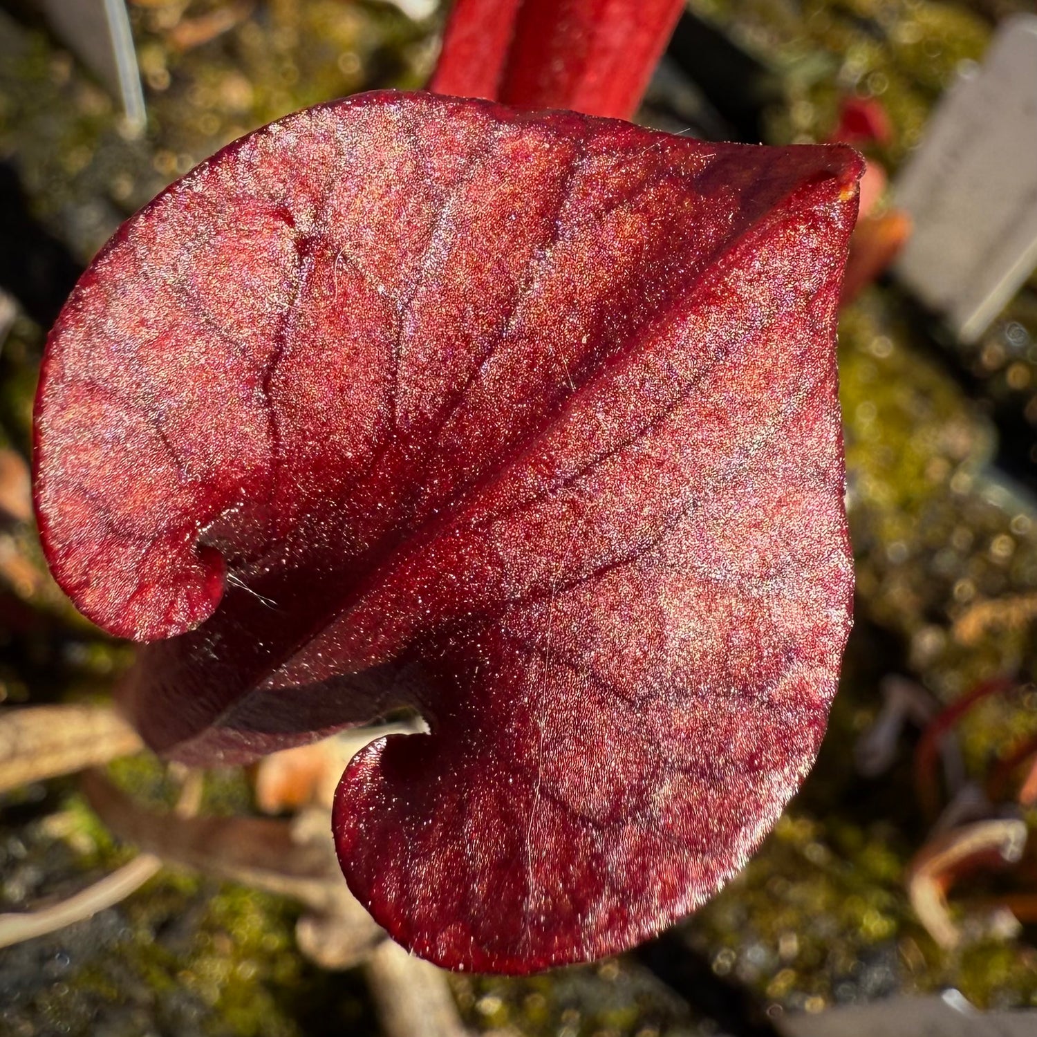 Sarracenia [( x ‘Royal Ruby’ ) x purp venosa ‘Red Ruffles’] x flava var. atropurpurea Potted