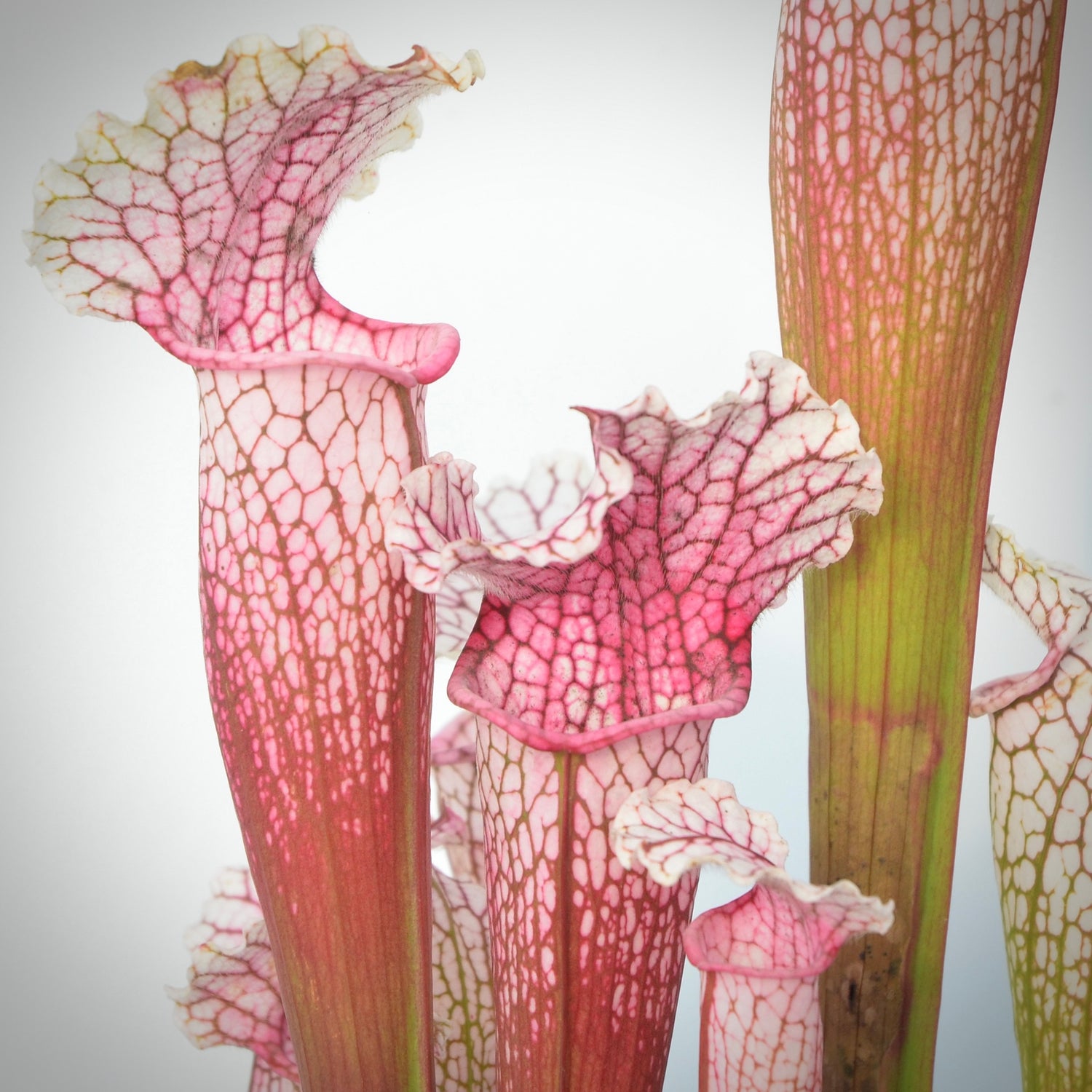 Sarracenia ( x ‘Pink Thing’ ) x leucophylla Potted