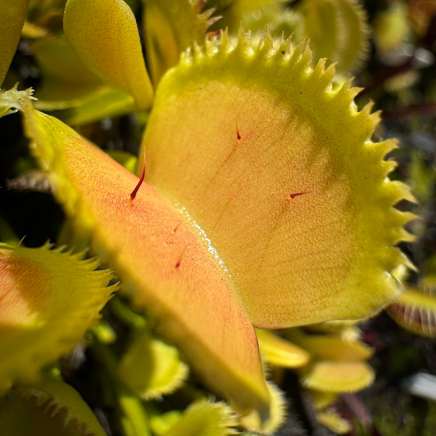 Dionaea m. 'Lunatic Fringe' Potted