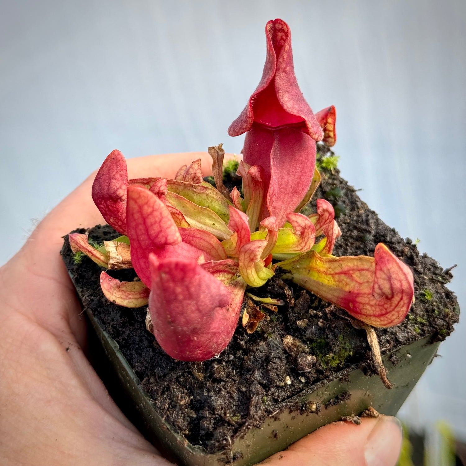 Sarracenia purpurea ssp. venosa “anthocyanin-free recessive” Potted