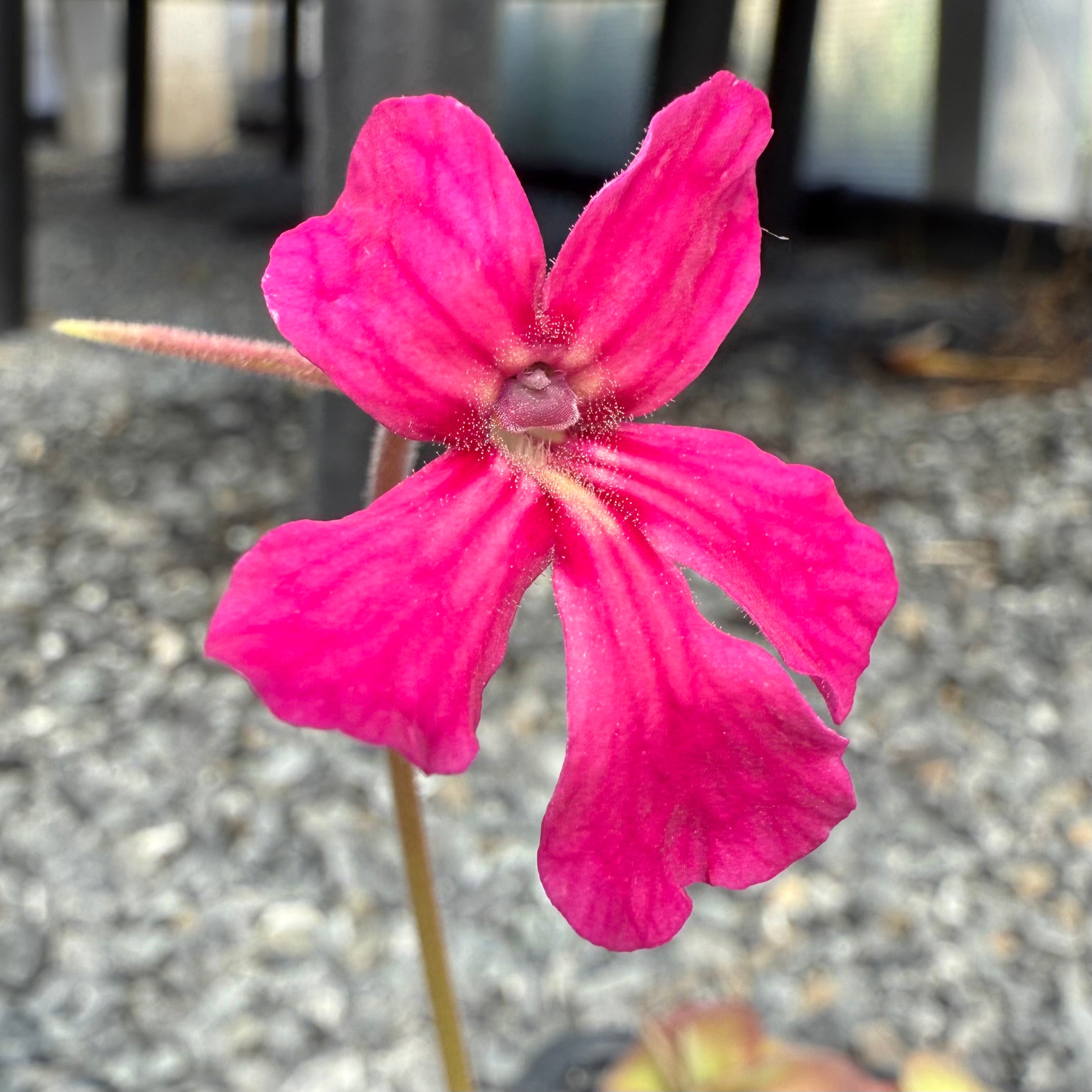 Pinguicula x “Pink Eye” BARE ROOT