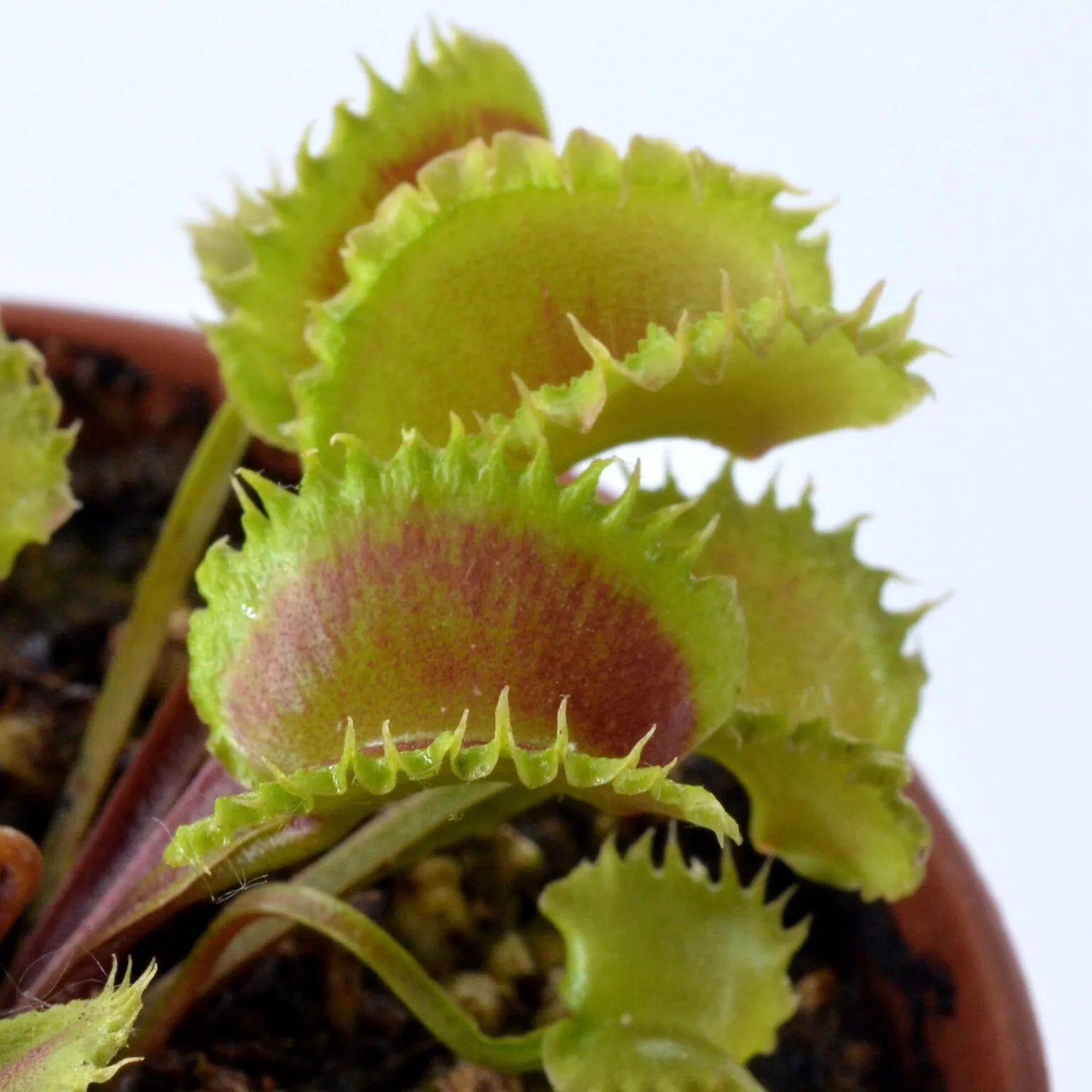 Dionaea m. ‘Eruption’ Potted