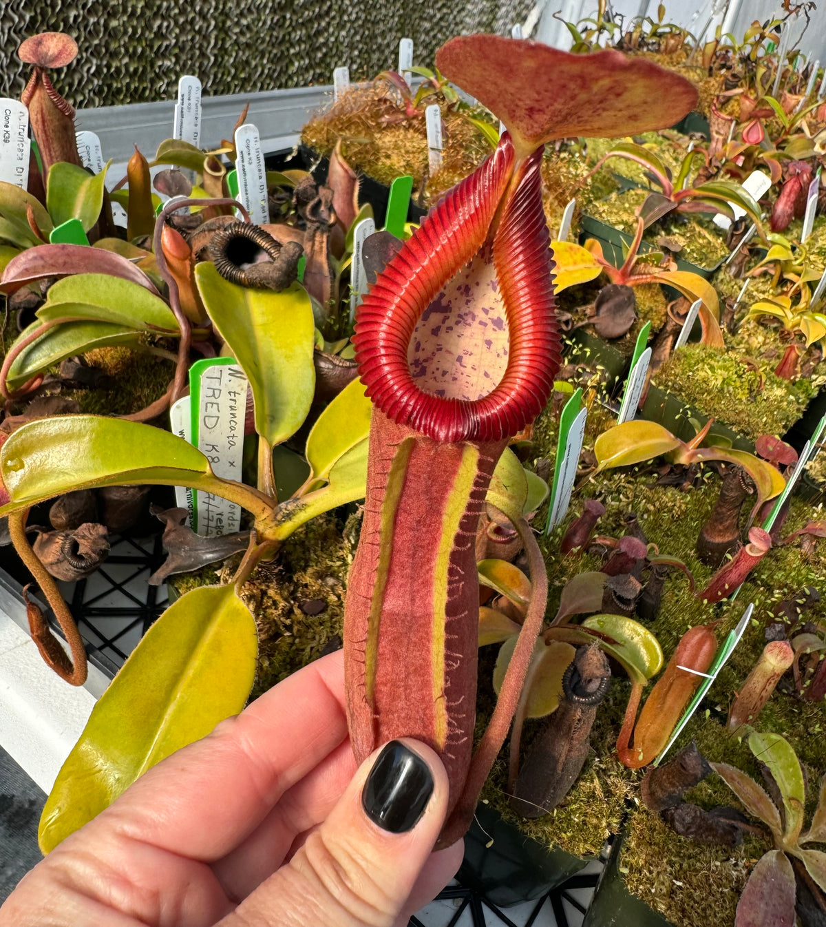 Nepenthes truncata (D) “Red Flush” x edwardsiana “giant” “Select Vigorous Clone K8” CalCarn TC Potted