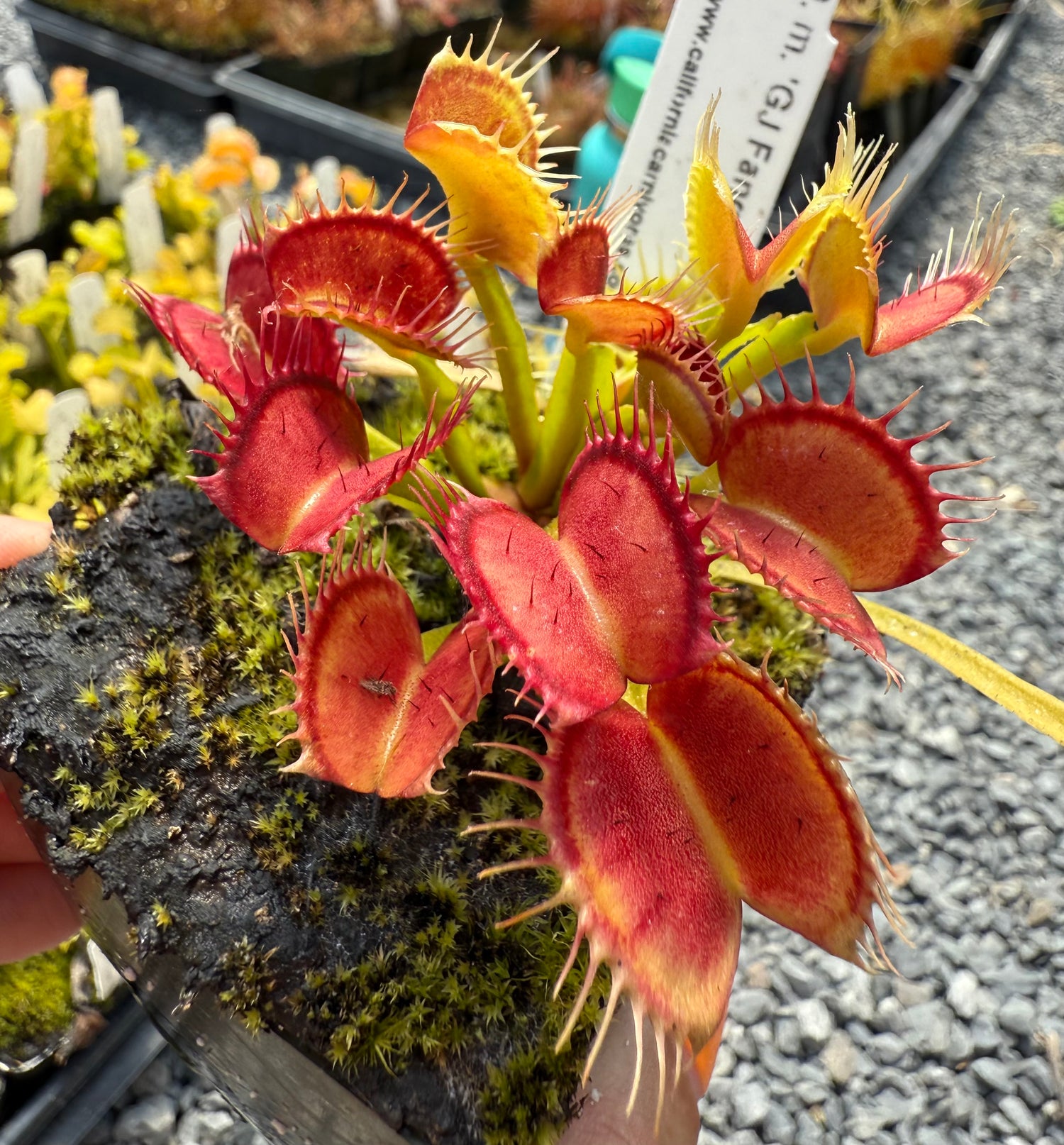 Dionaea m. 'GJ Fangzahn' Potted
