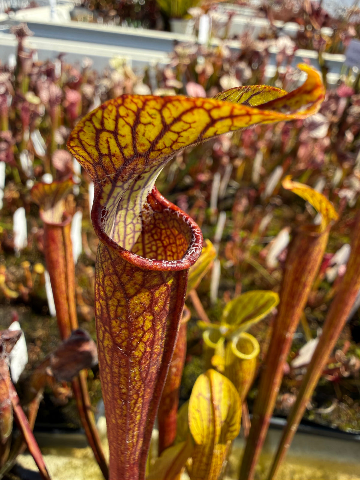 Sarracenia rubra ssp. jonesii “UCD” Potted (PERMIT)